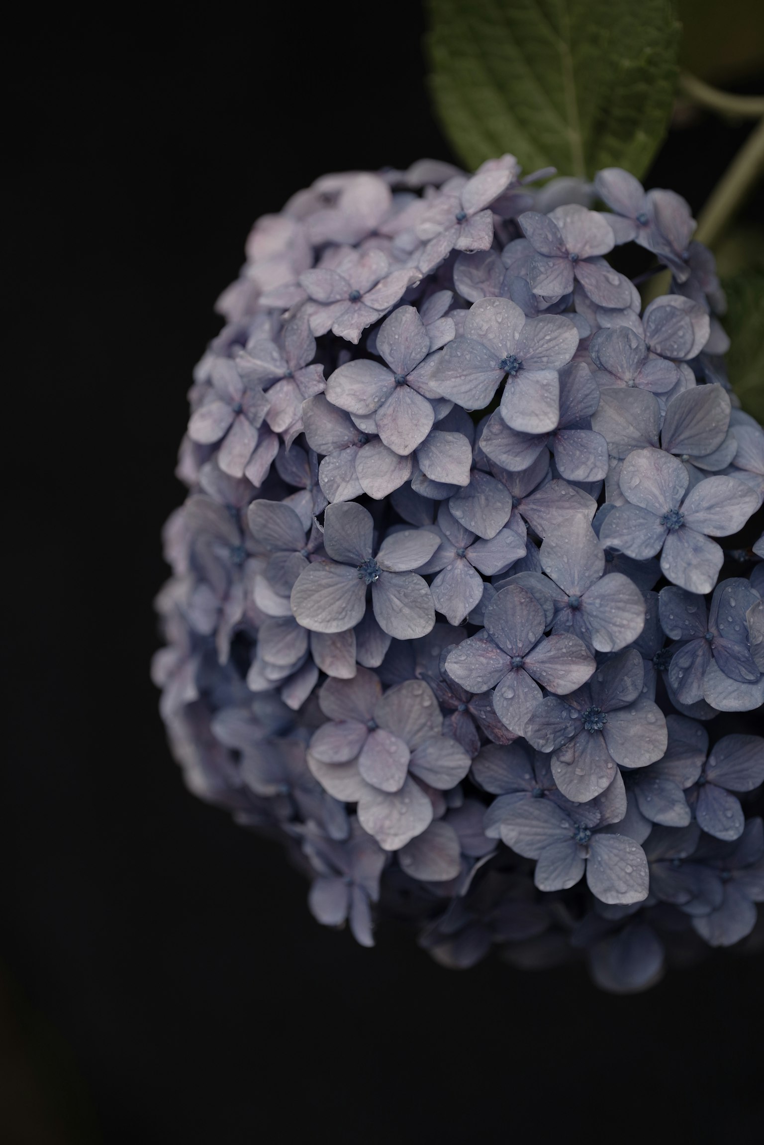 Primer plano de una flor de hortensia morada con pétalos detallados sobre un fondo negro