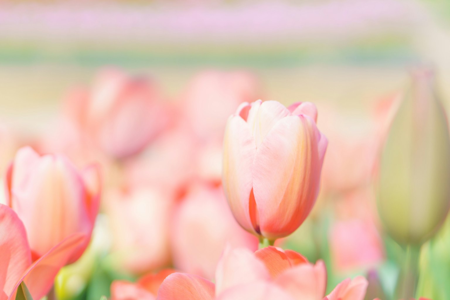 Primo piano di tulipani rosa chiaro che fioriscono in un campo di fiori