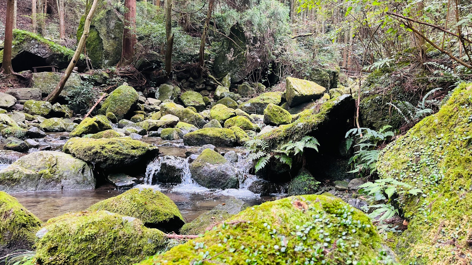 Un ruisseau paisible traversant une forêt luxuriante avec des rochers couverts de mousse