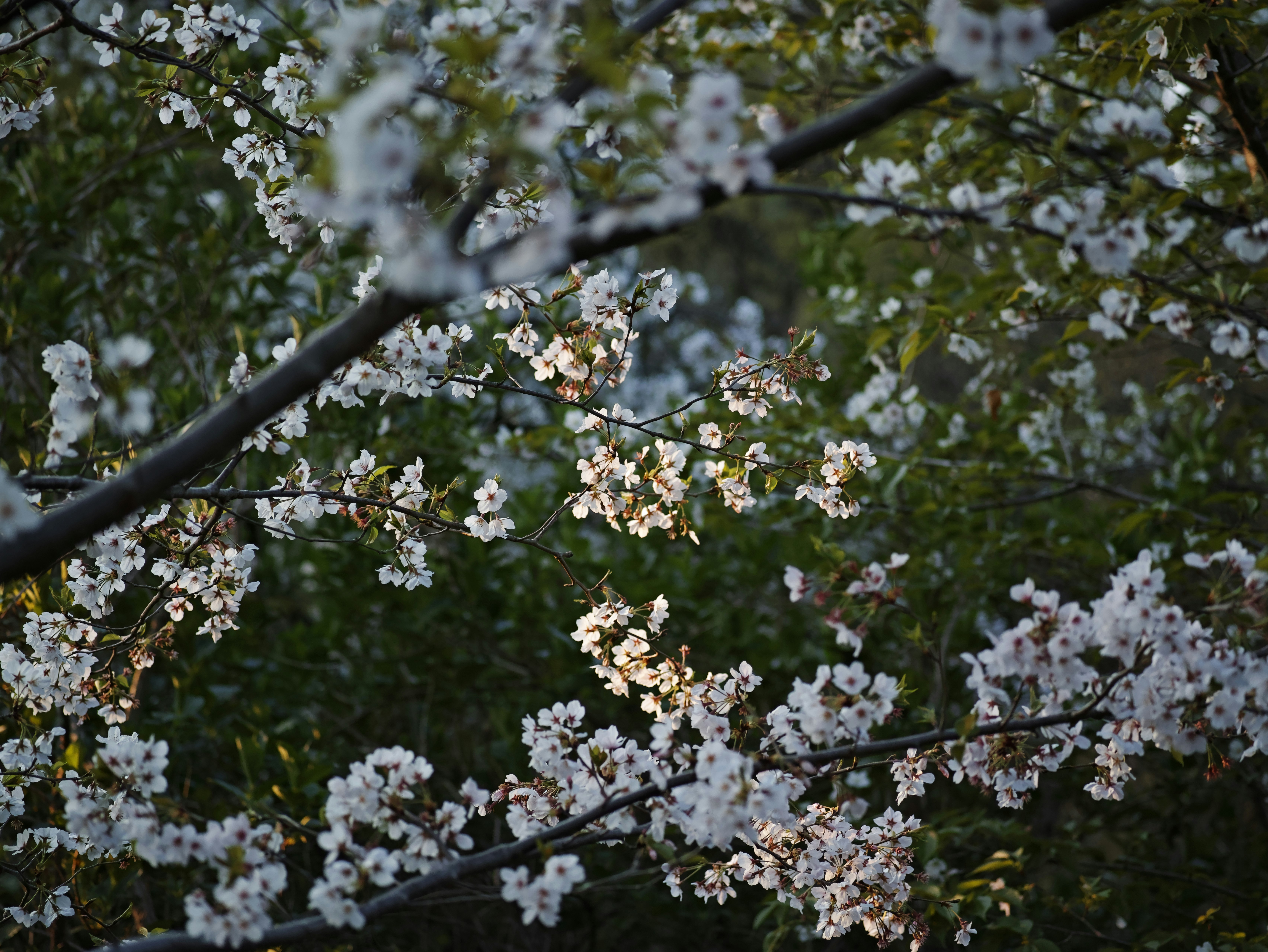 枝に咲く白い花と新緑の背景
