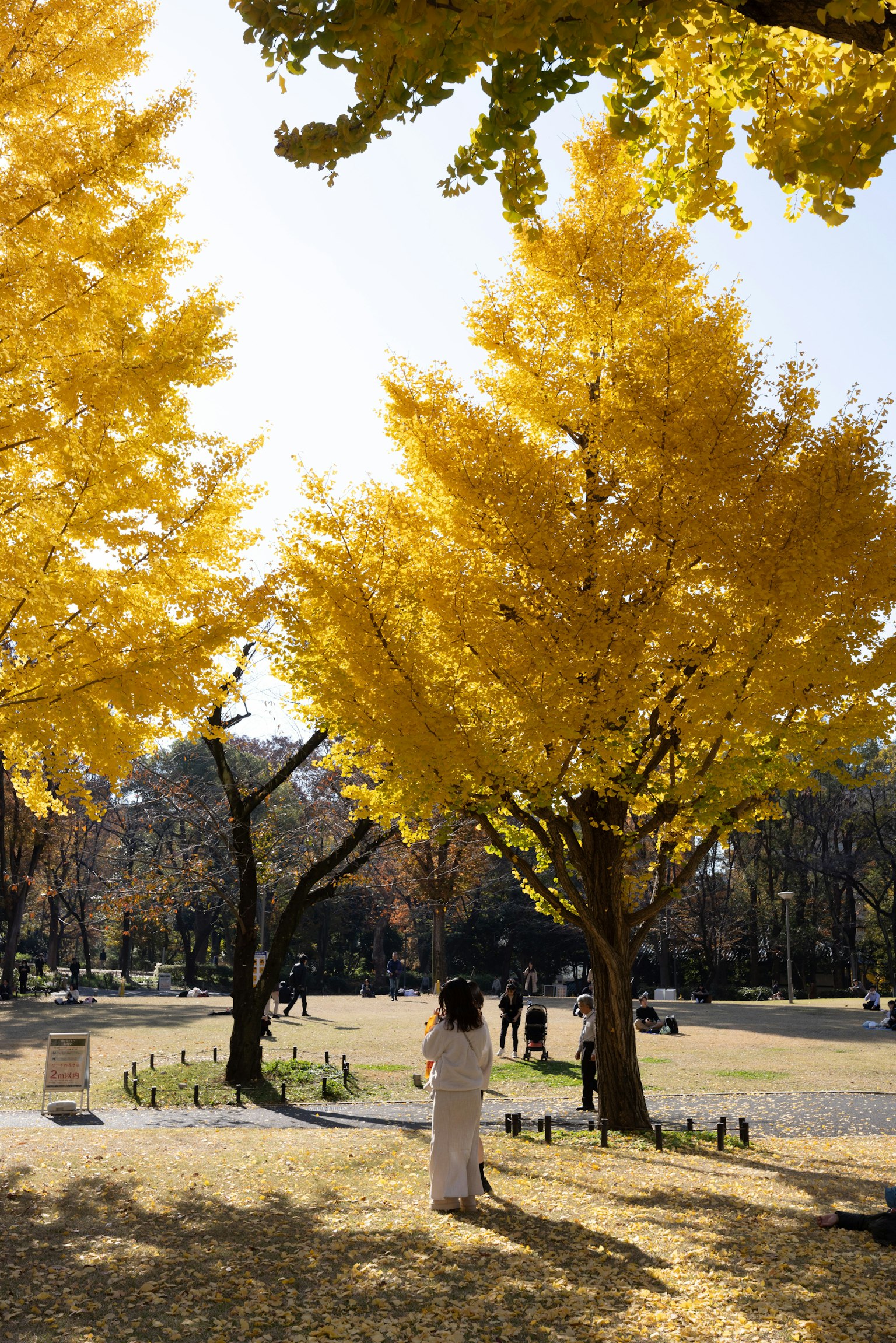 Una donna in bianco si trova in un parco circondata da alberi di ginkgo gialli vibranti