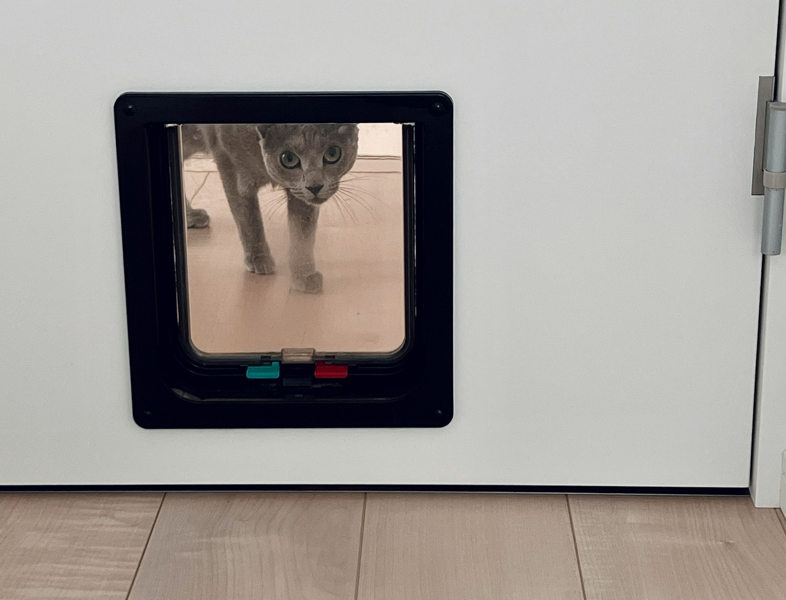 Eine Katze, die durch eine Katzentür schaut