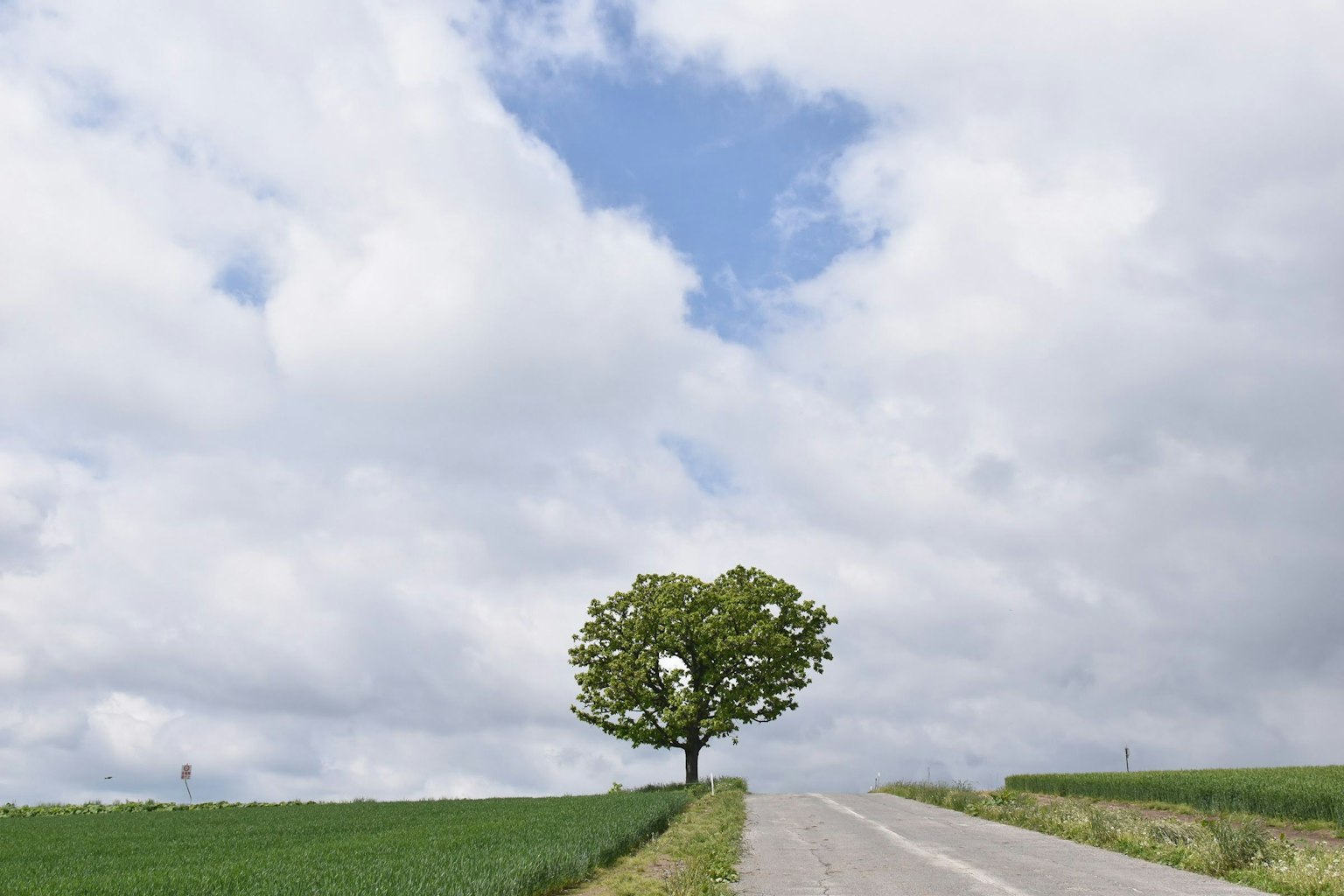 Un arbre vert solitaire au bord d'une route sinueuse sous un ciel nuageux