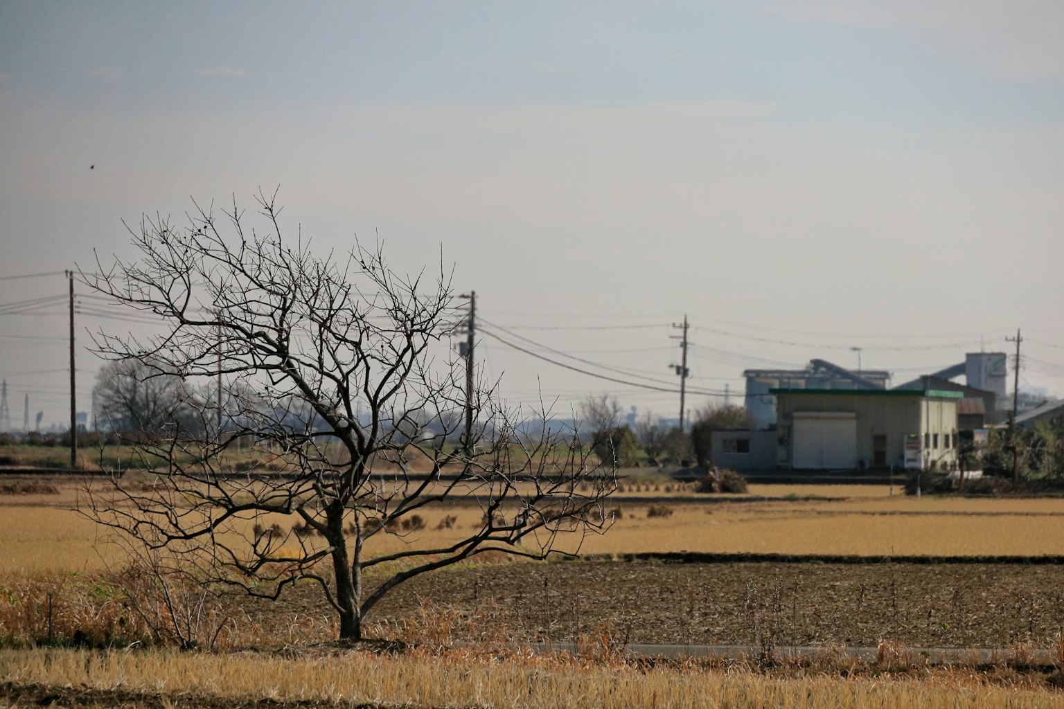 Bäume in einer ländlichen Landschaft mit entfernten Gebäuden