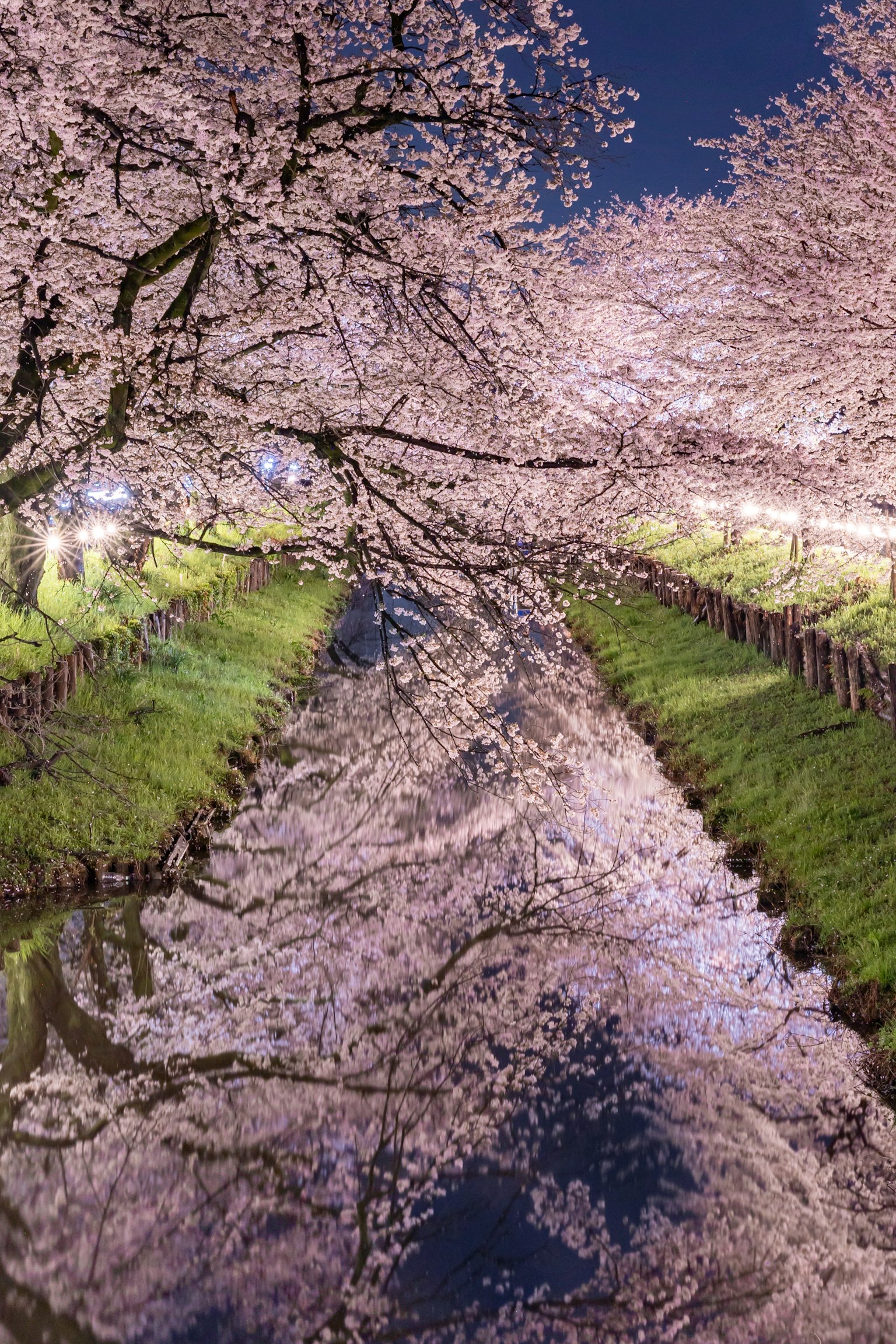 Vue nocturne des cerisiers se reflétant sur l'eau