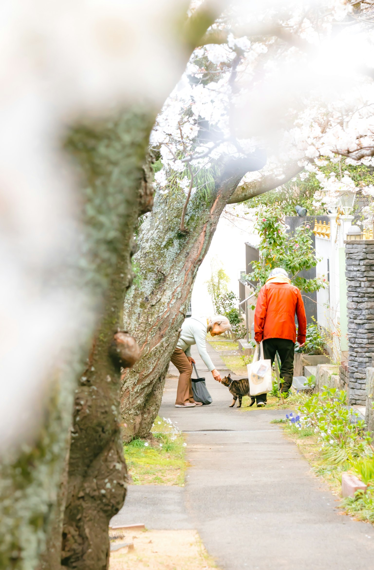 Elderly person in a red coat walking with a dog on a floral path