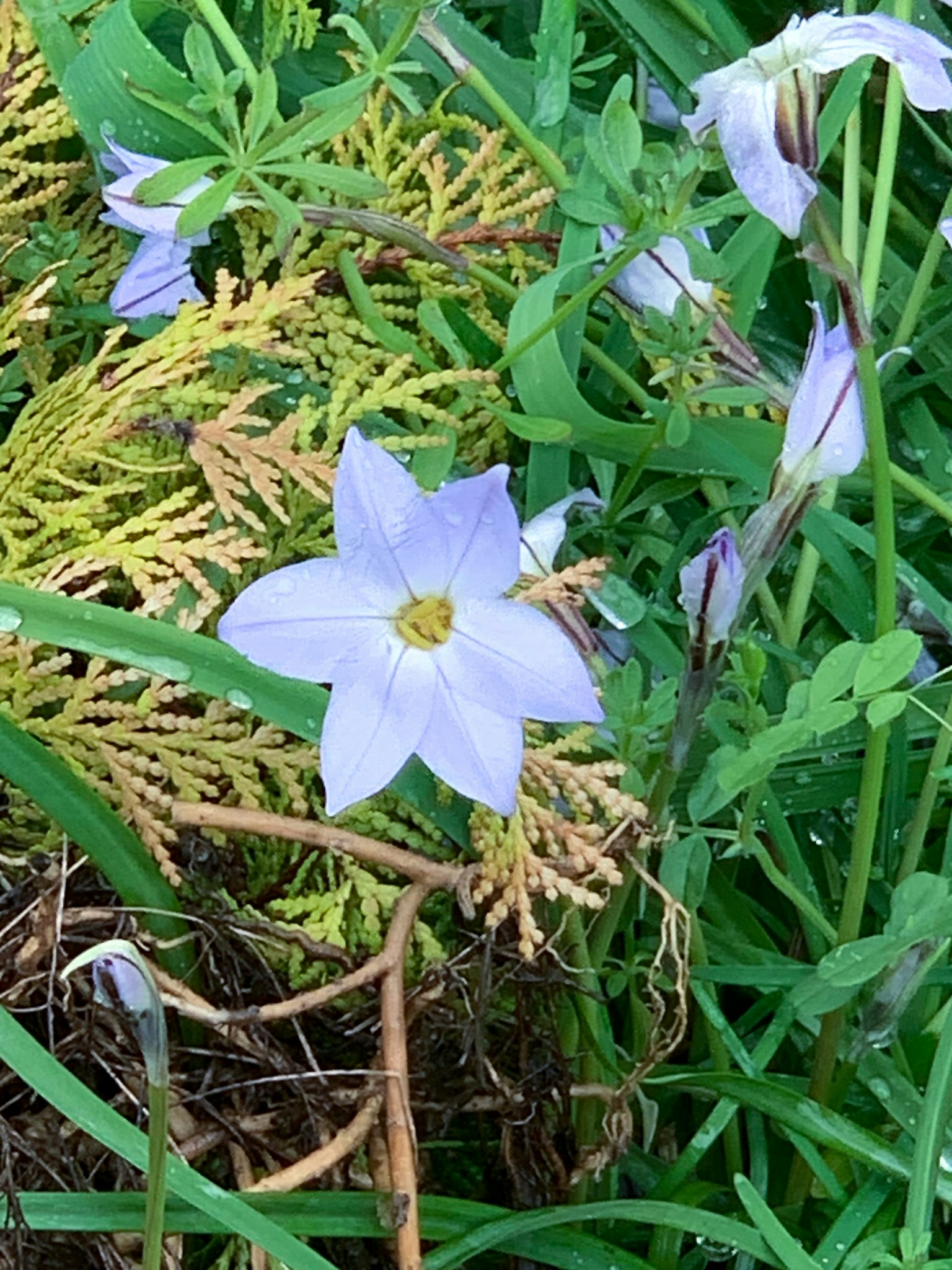 A light purple flower surrounded by green foliage in a grassy area