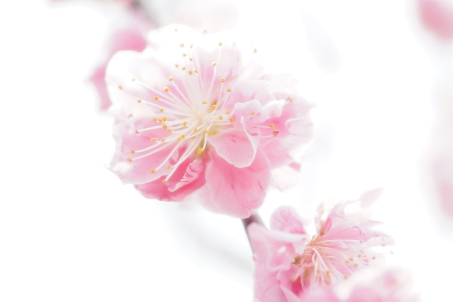 Nahaufnahme von zarten rosa Blumen an einem Zweig