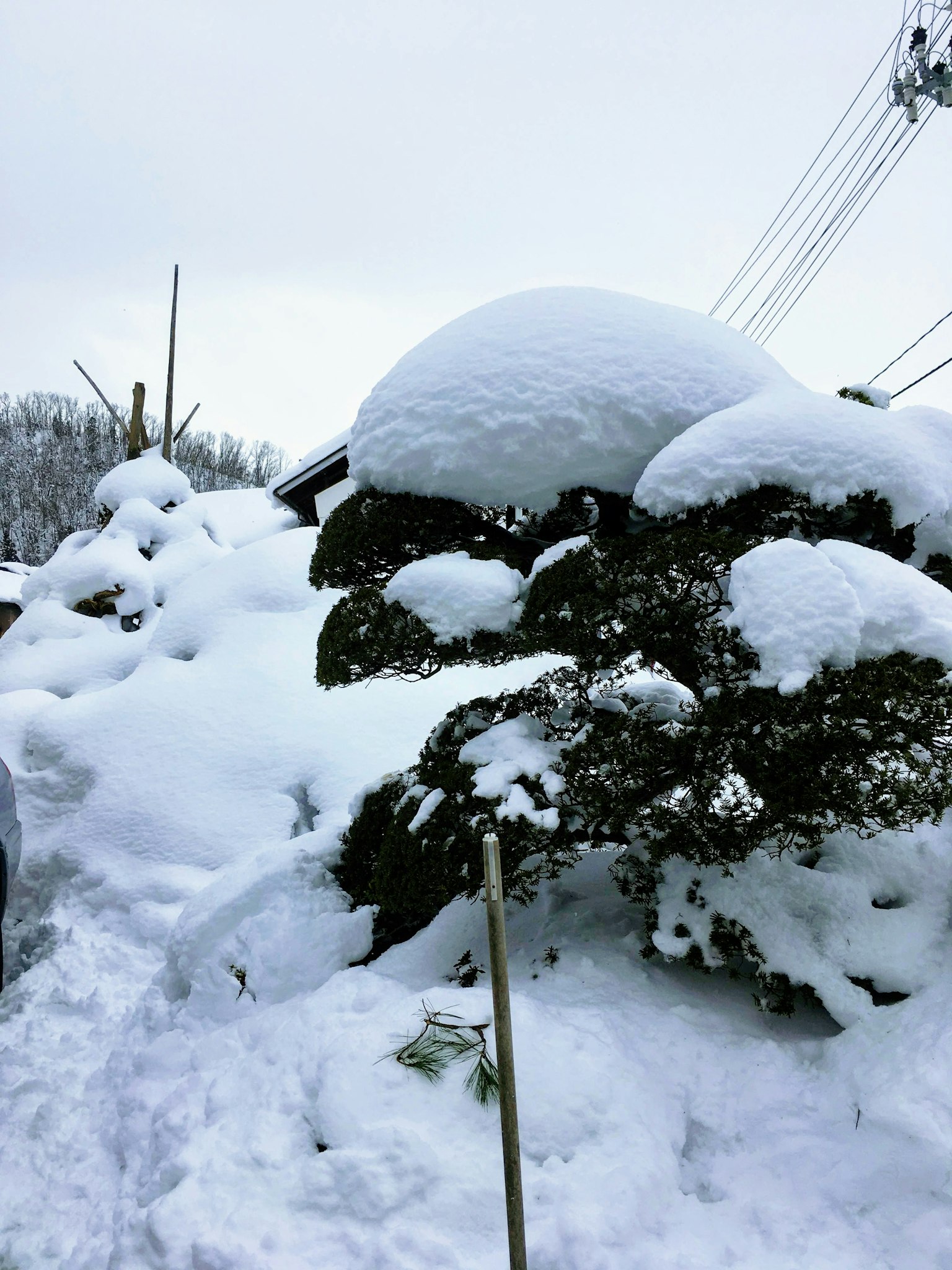 Vista escénica de rocas y árboles cubiertos de nieve