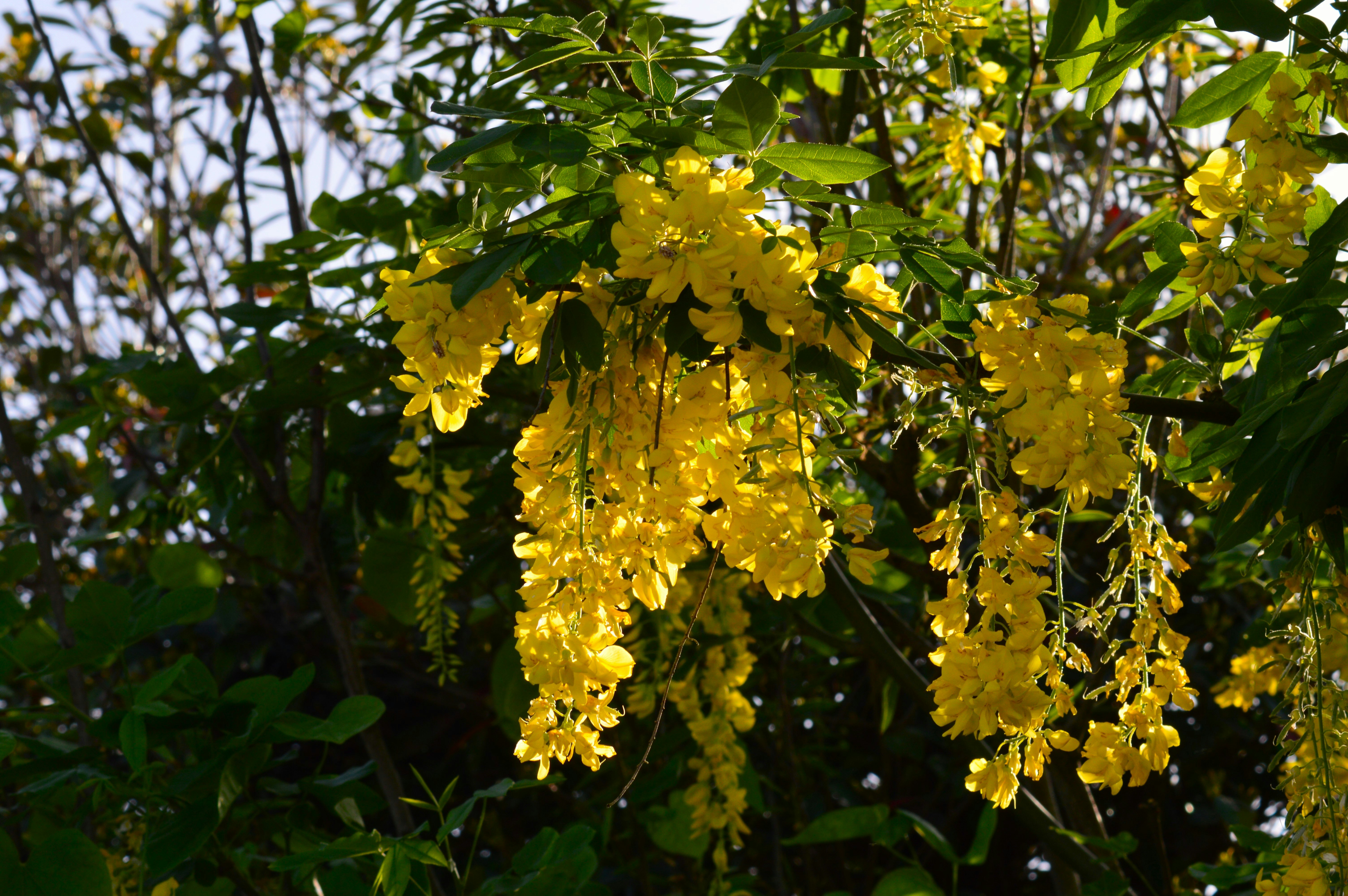 夕暮れに輝くキングサリ（金鎖）の花房