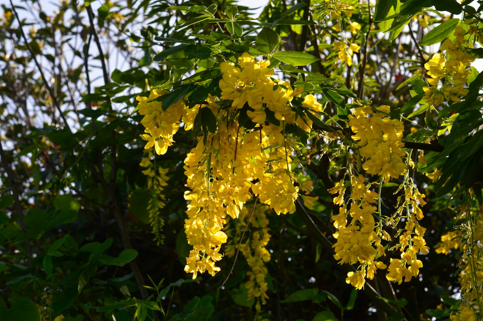 Yellow flowers hanging in clusters from a tree branch
