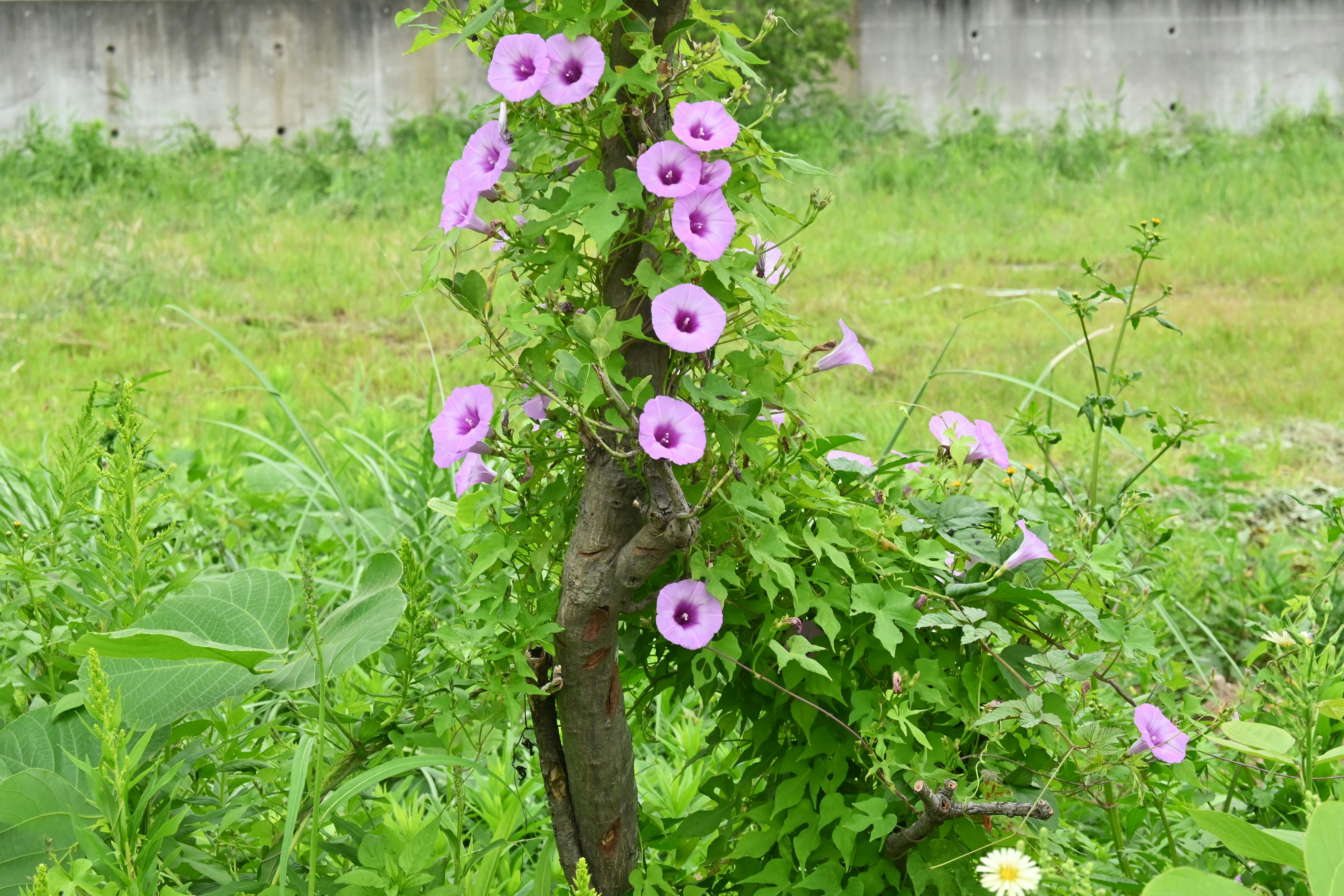 紫色牽牛花盛開在花園花壇的樹上