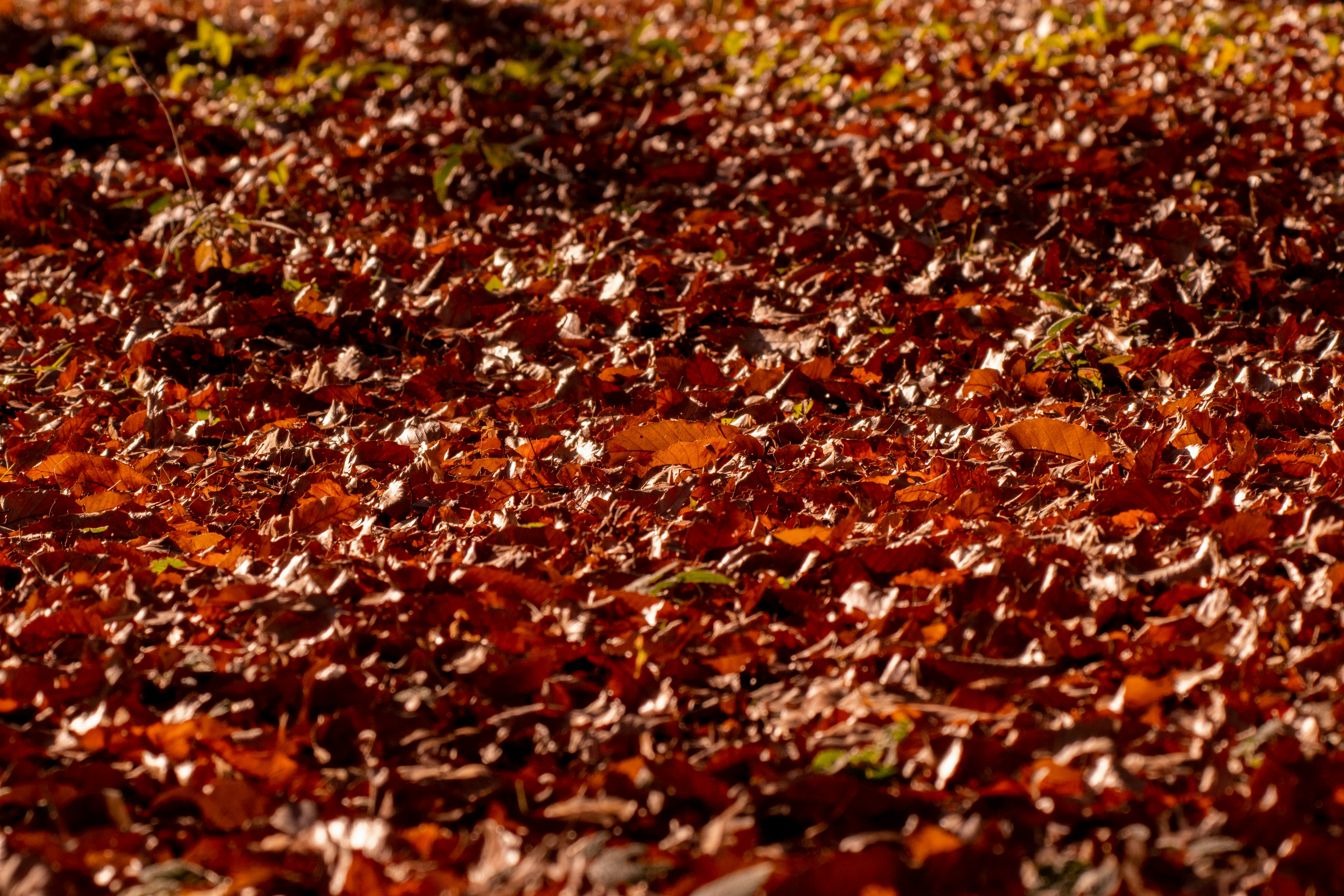 ground covered with reddish-brown fallen leaves
