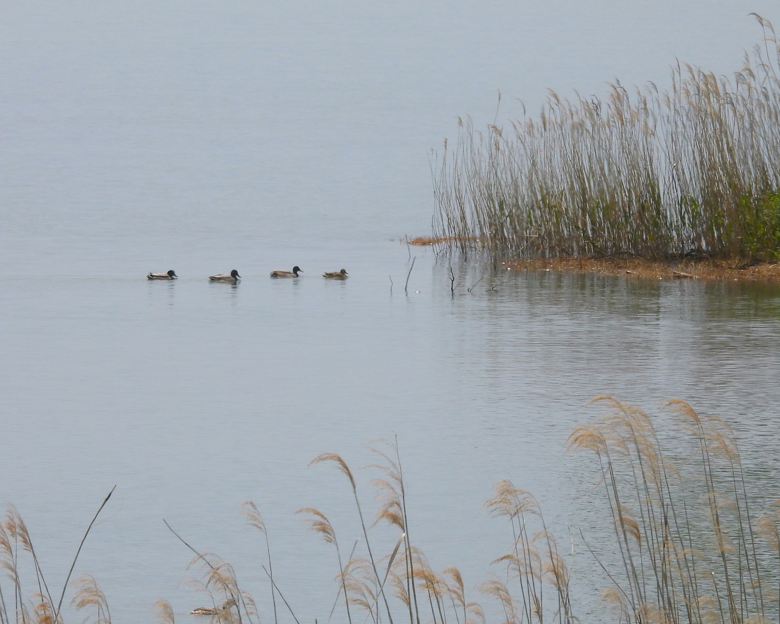 静かな湖面に浮かぶ4羽のカモと周囲の草