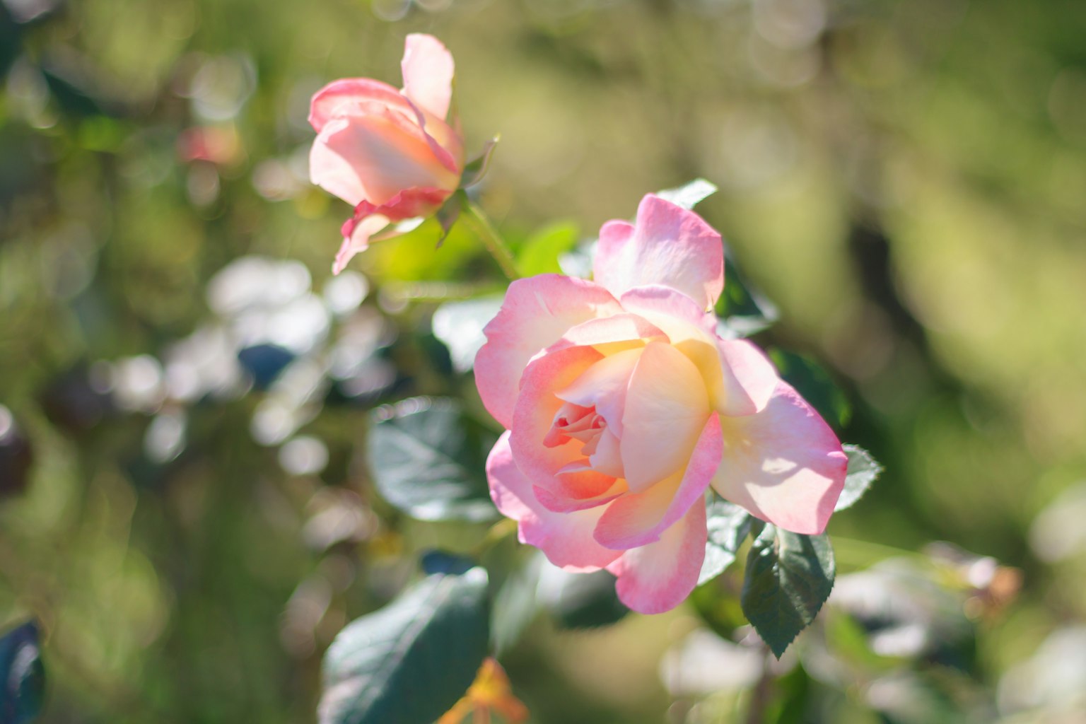 Blooming pink and yellow rose flowers on a green background