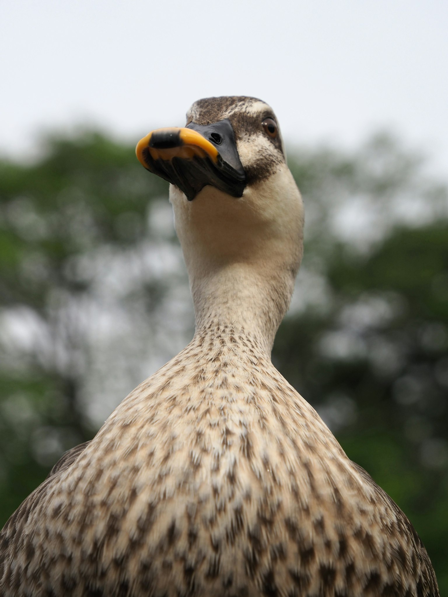 Close-up image of a duck with its head raised green trees in the background