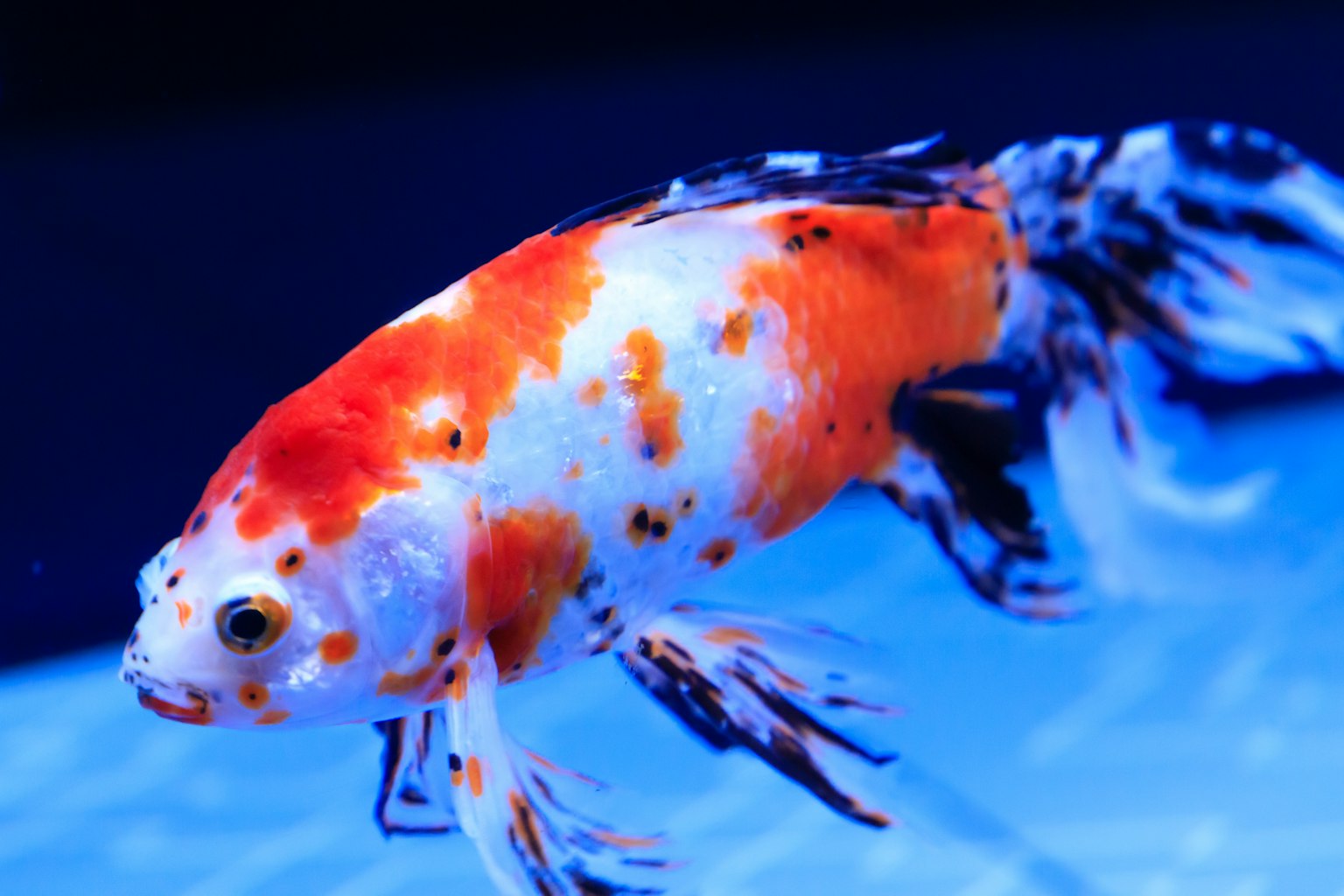 Ein schöner Goldfisch schwimmt vor einem blauen Hintergrund