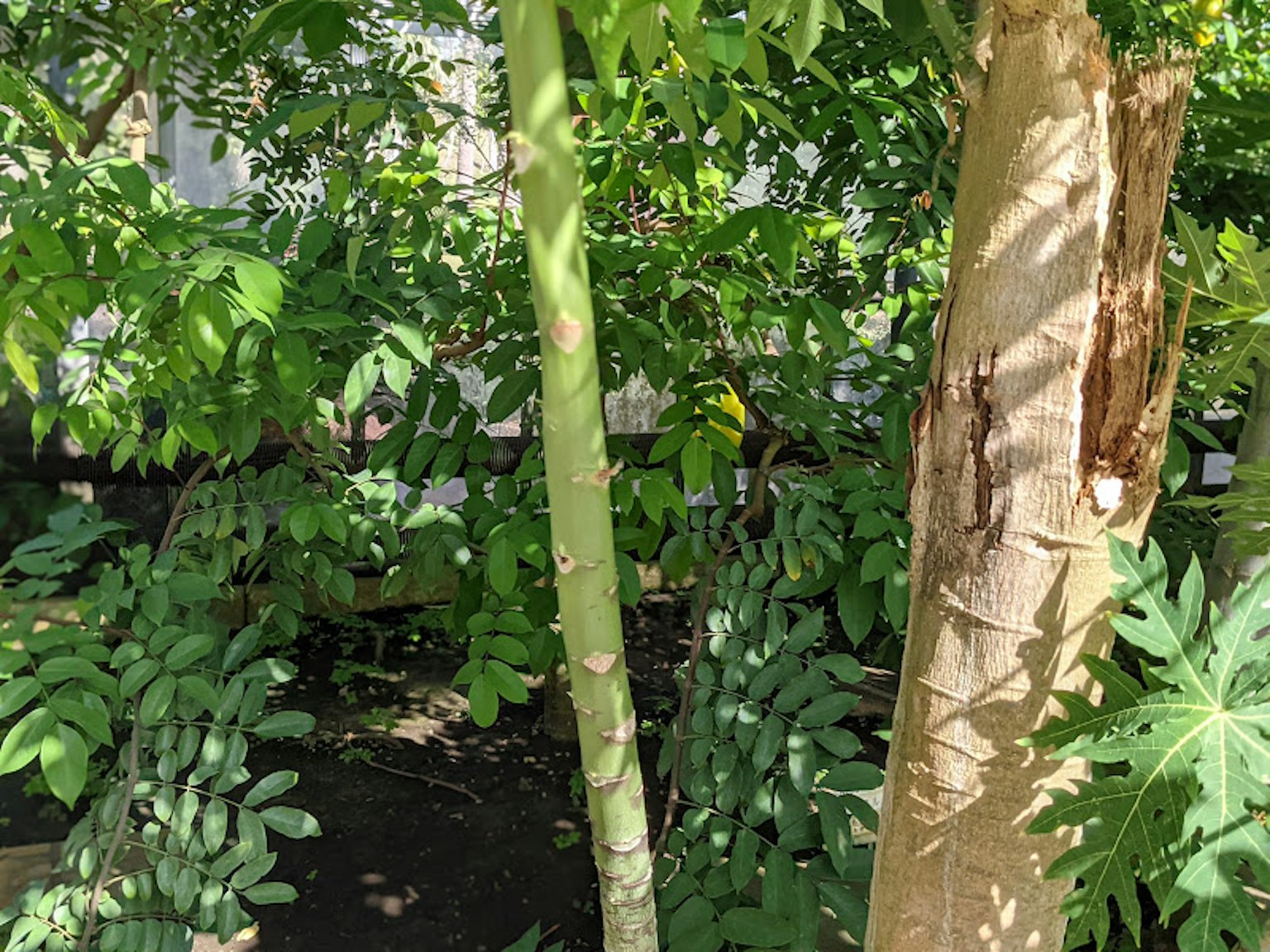 Scena di giardino lussureggiante con fogliame verde e tronchi d'albero