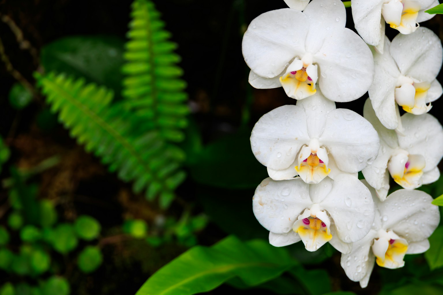 Weiße Orchideenblüten mit lebendigen grünen Blättern im Hintergrund