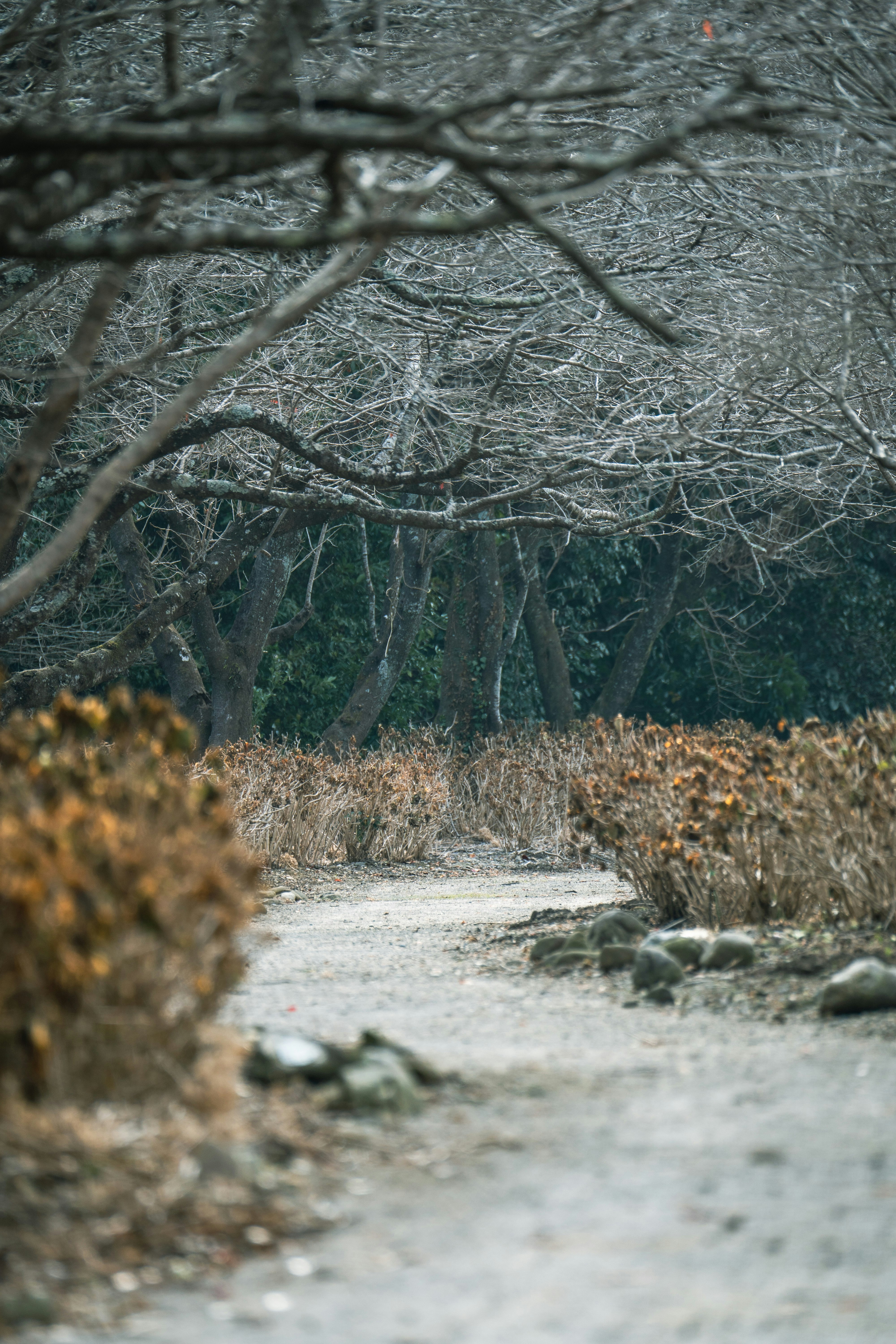 枯れ草の小道と冬の木々が続く森の風景