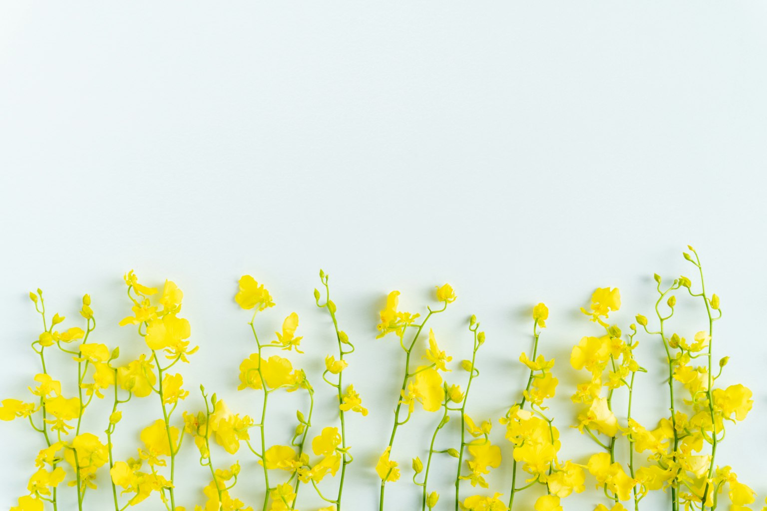 Una fila di fiori gialli vivaci su uno sfondo chiaro