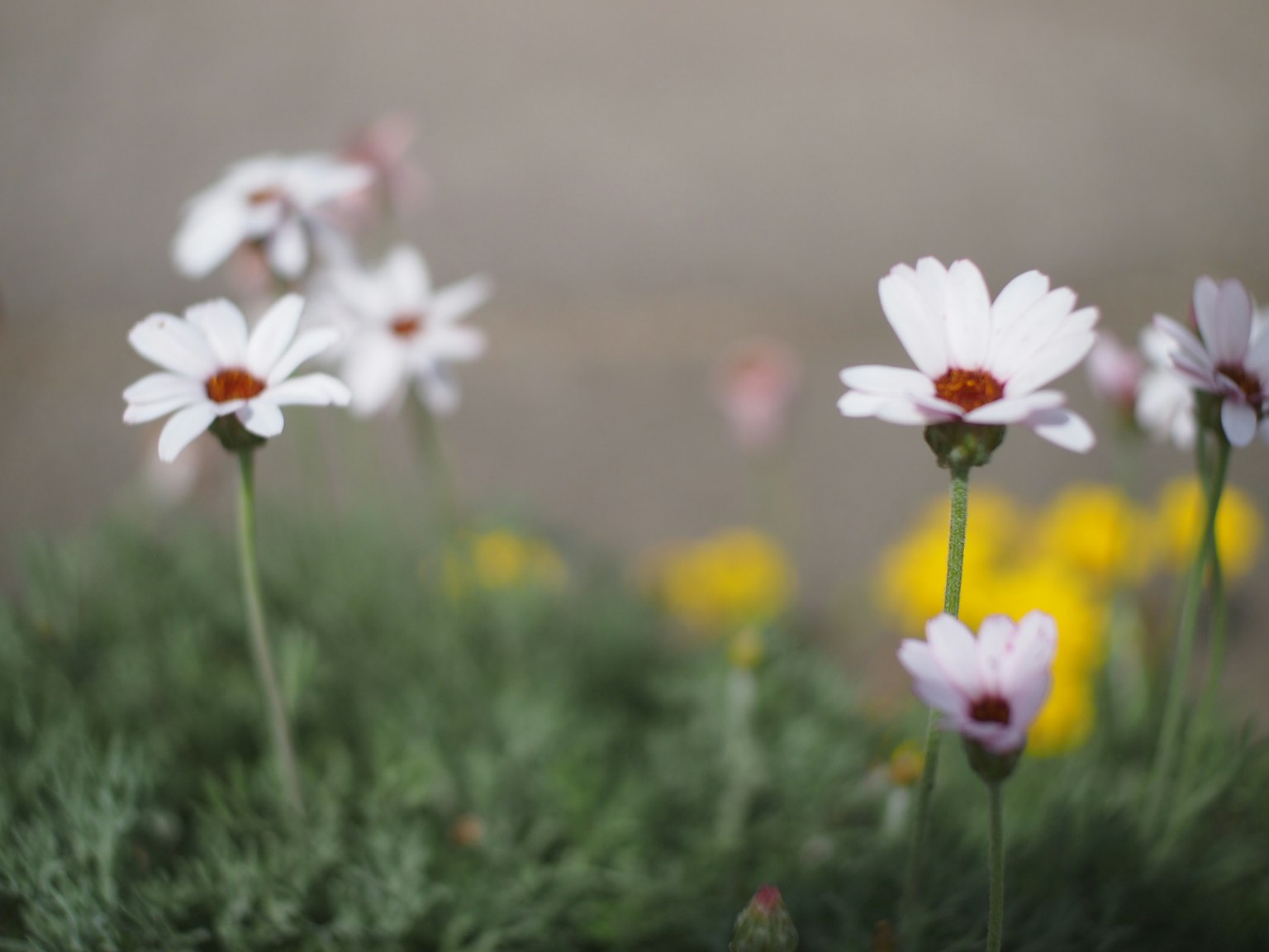 Un grupo de flores blancas con centros rojos rodeadas de vegetación