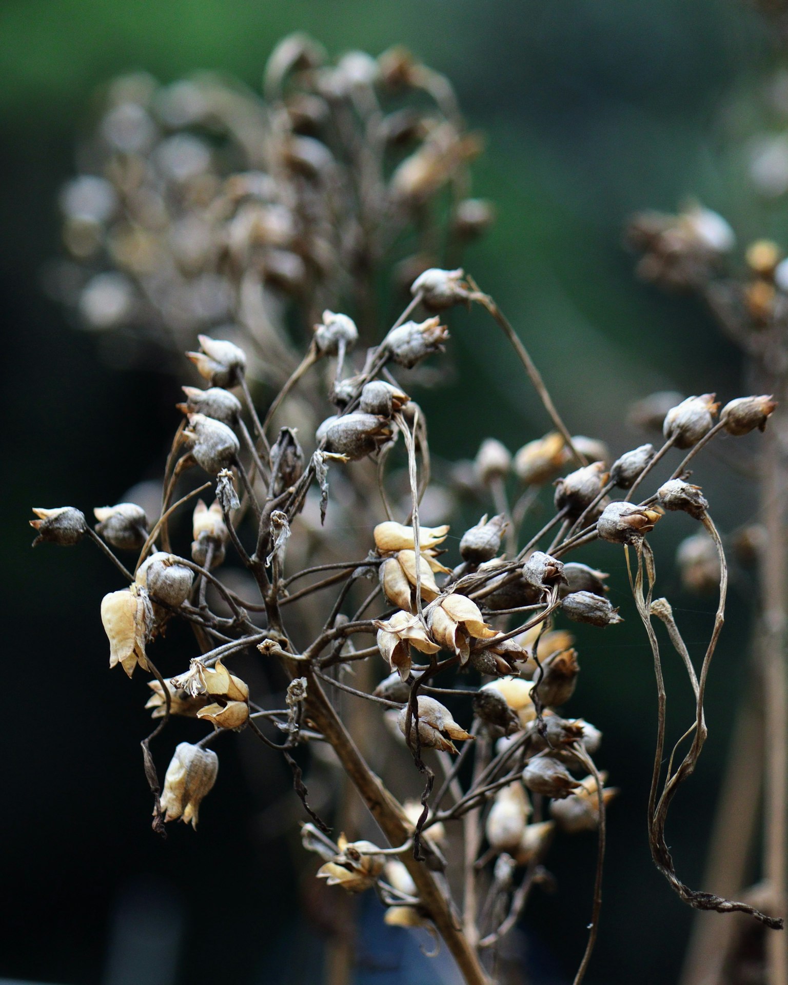 Immagine di una pianta secca con grappoli di fiori distintivi