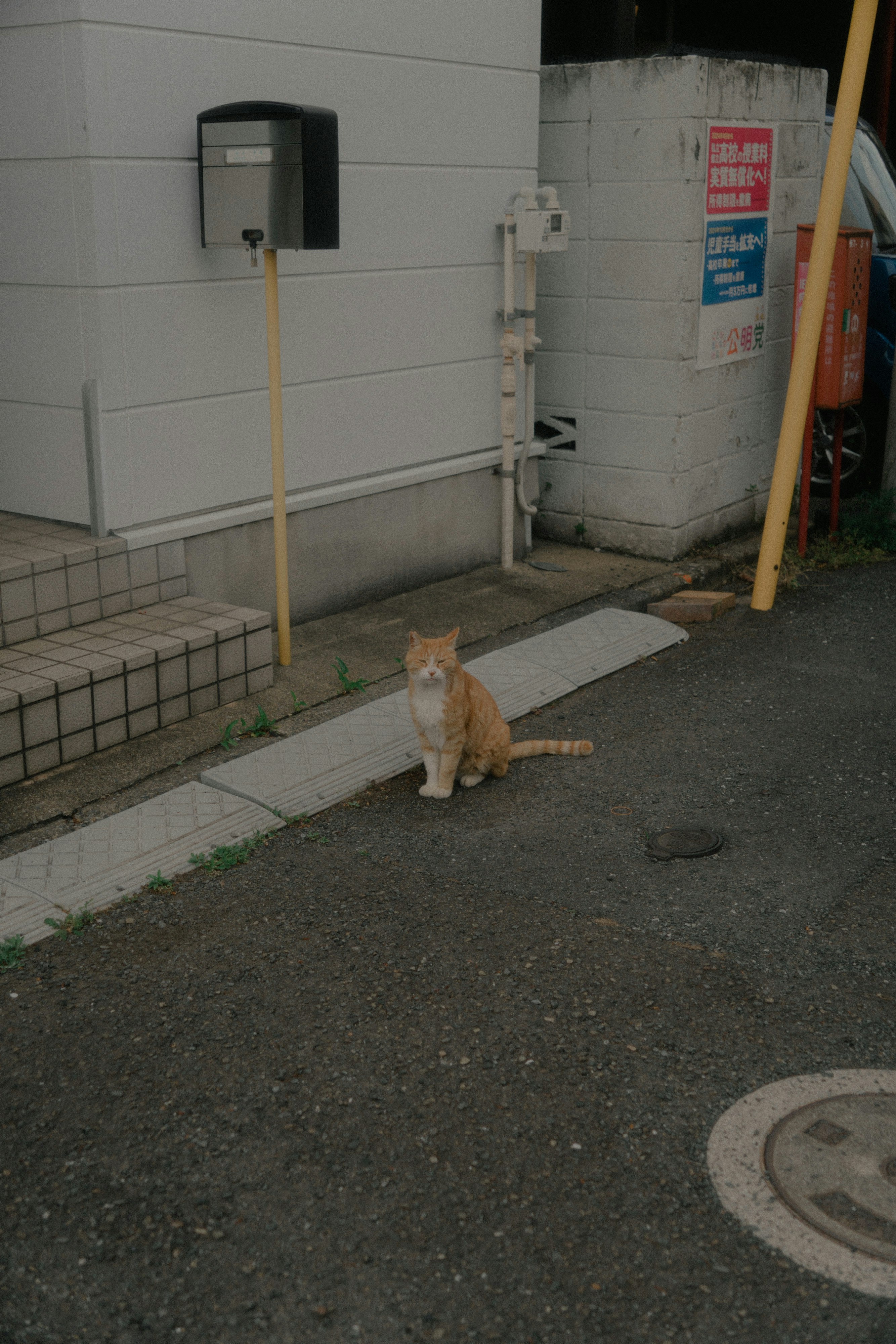 gatto marrone seduto vicino a un muro in un passaggio stretto tipo vicolo