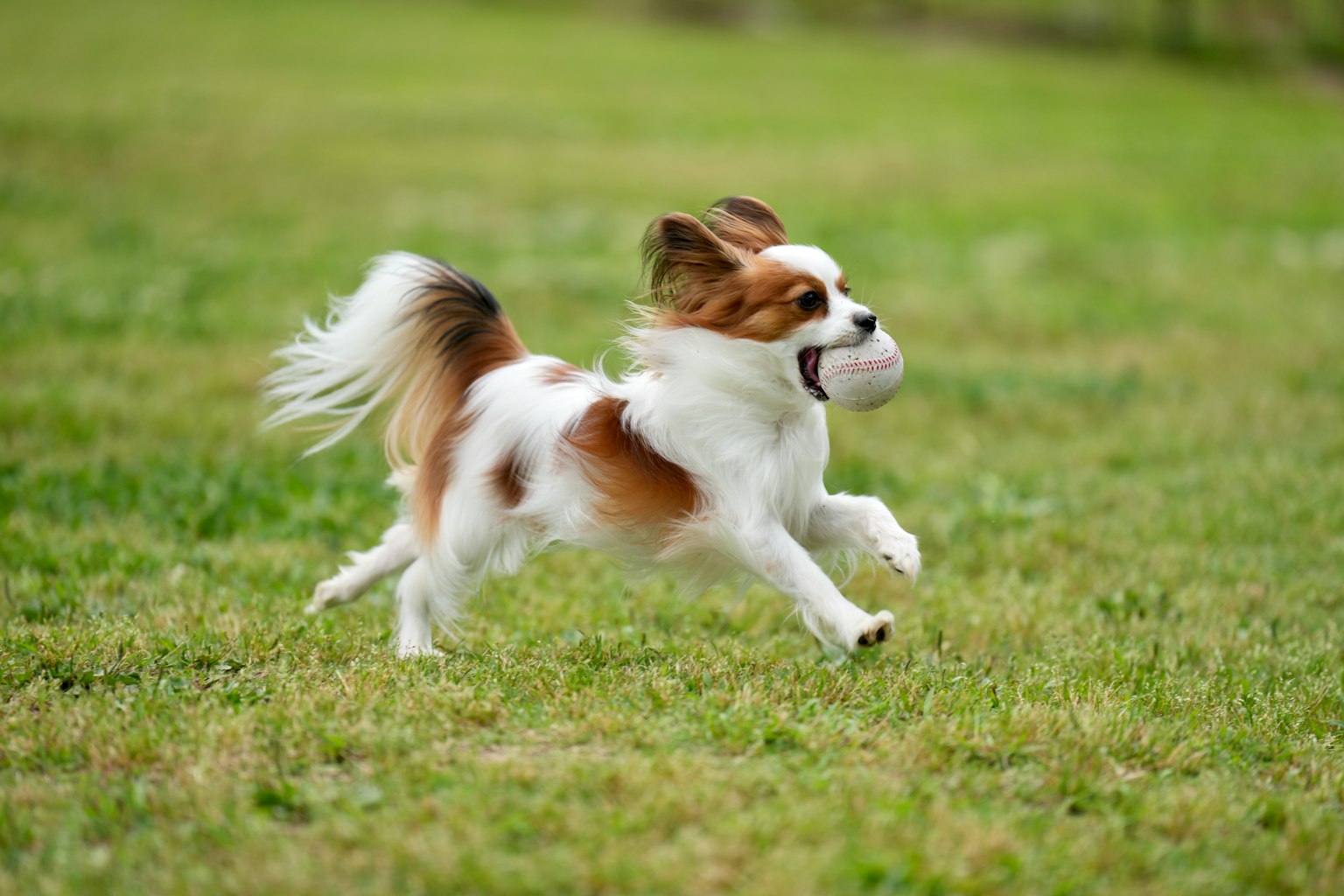 芝生の上でボールをくわえて走る小さな犬