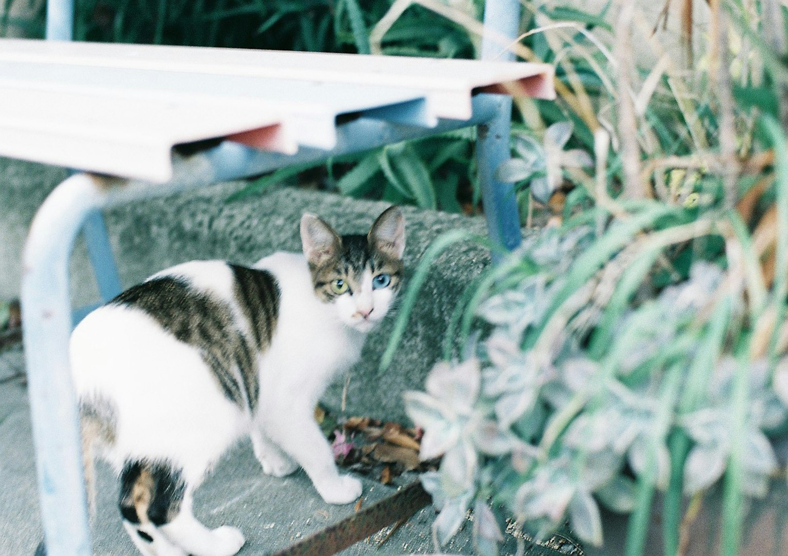 A cat near plants under a bench