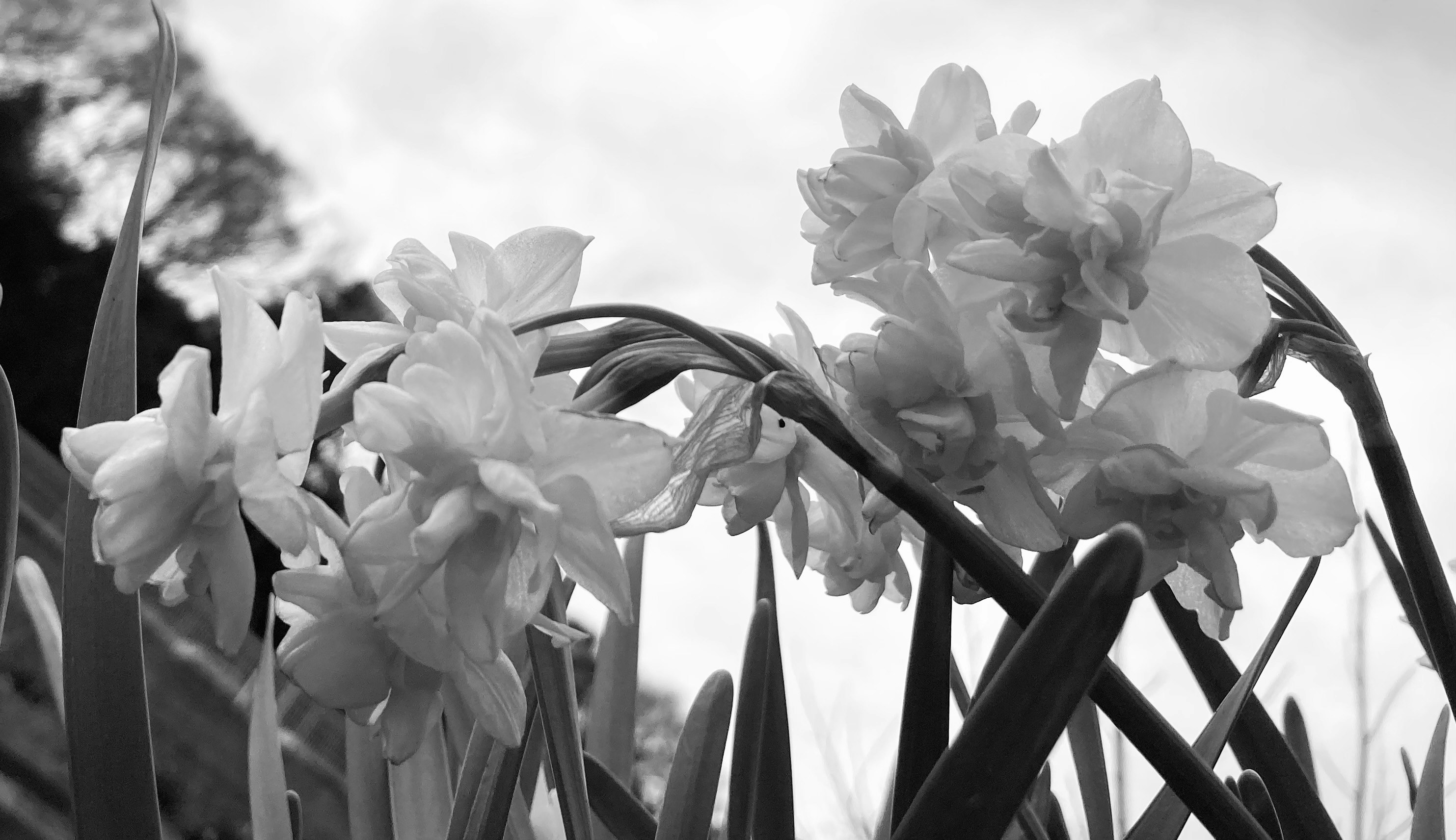 arreglo en blanco y negro de flores y tallos