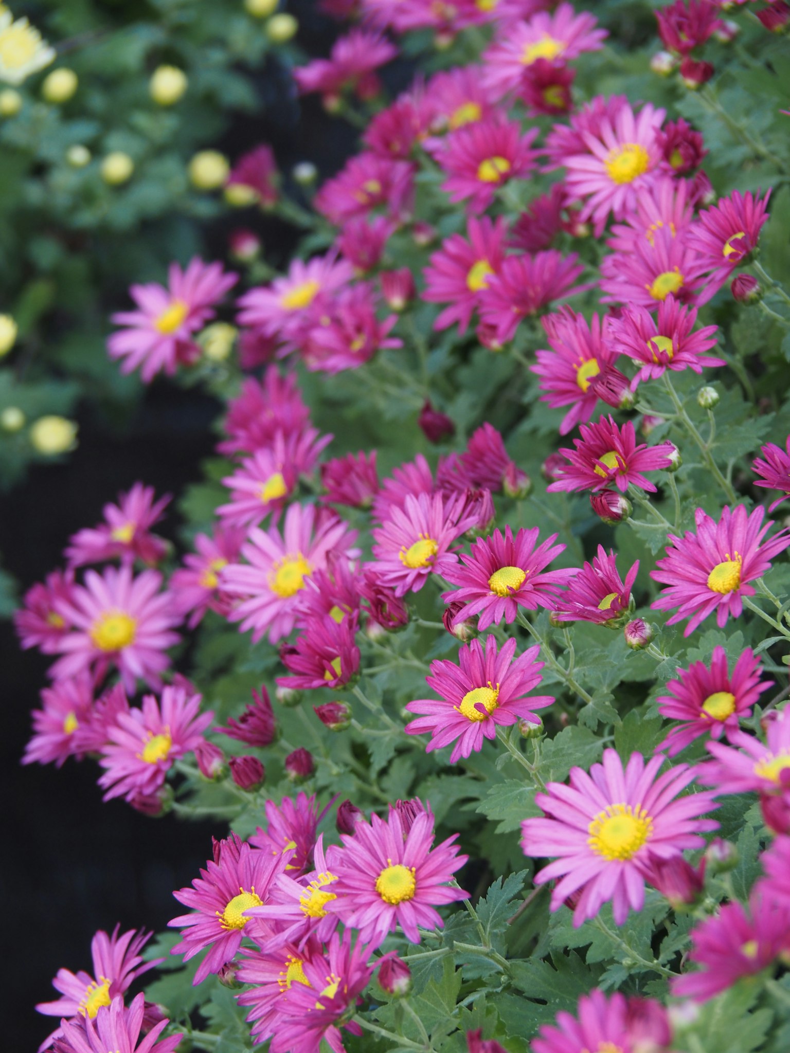 A vibrant display of pink flowers with yellow centers