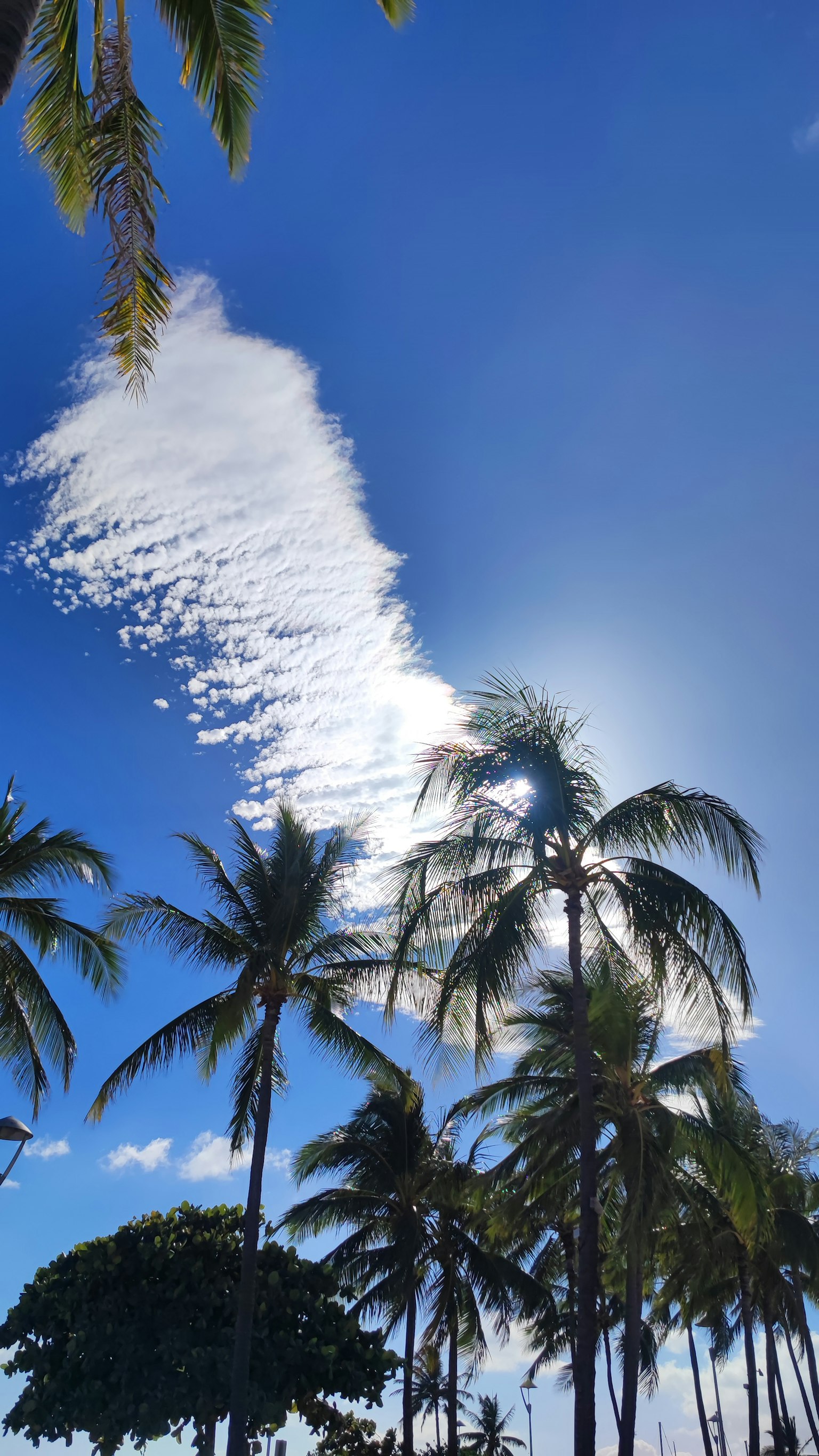 Paisaje con cielo azul nubes blancas y palmeras