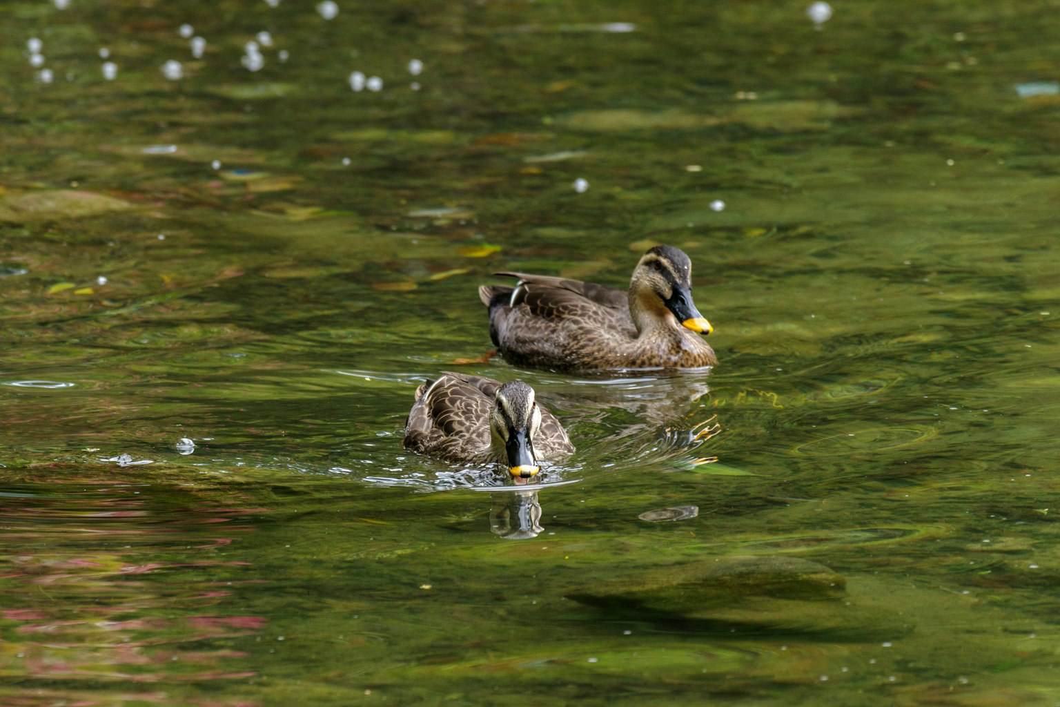 Two ducks swimming on the water surface
