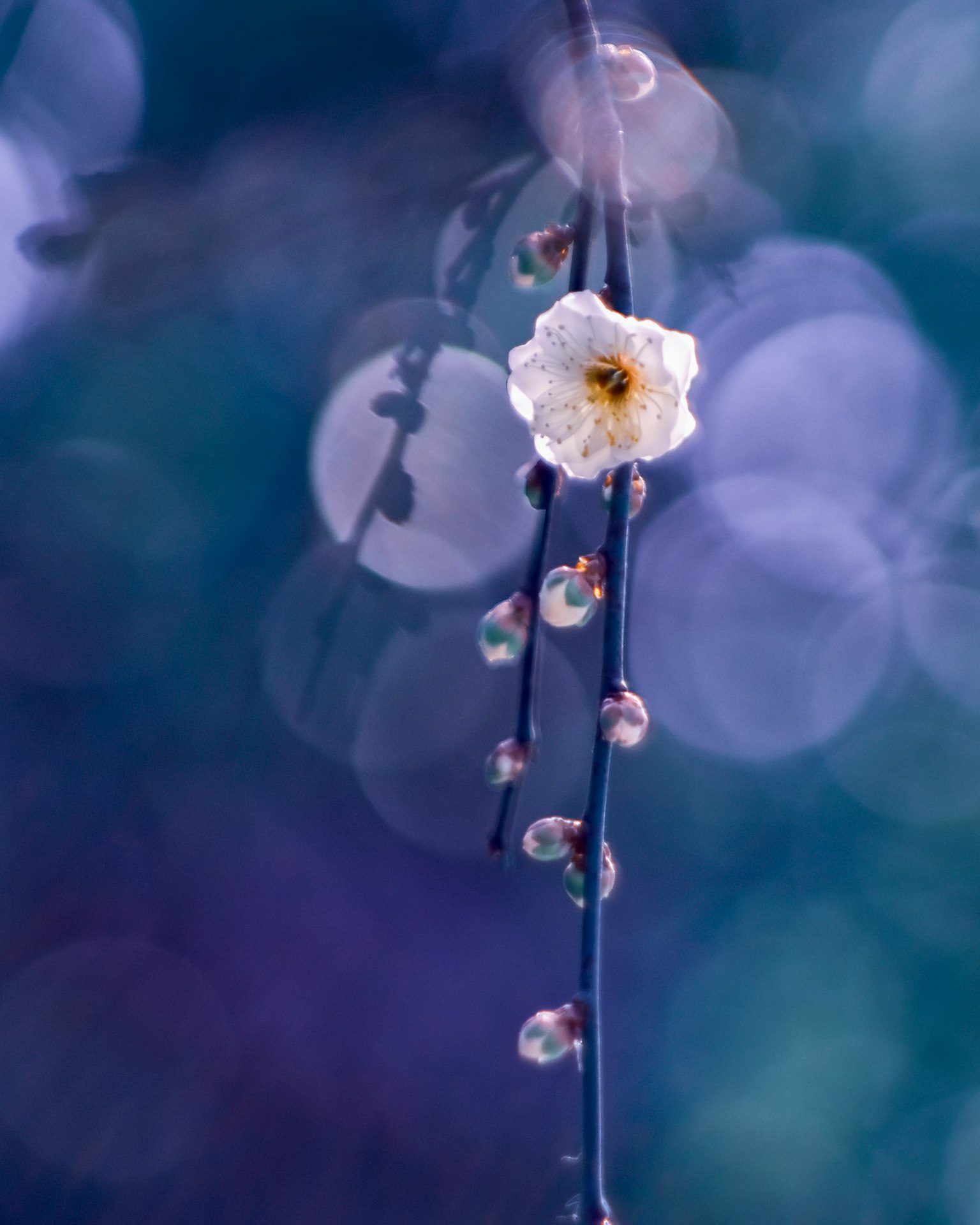 Nahaufnahme eines Zweigs mit einer weißen Blüte und Knospen vor blauem Hintergrund