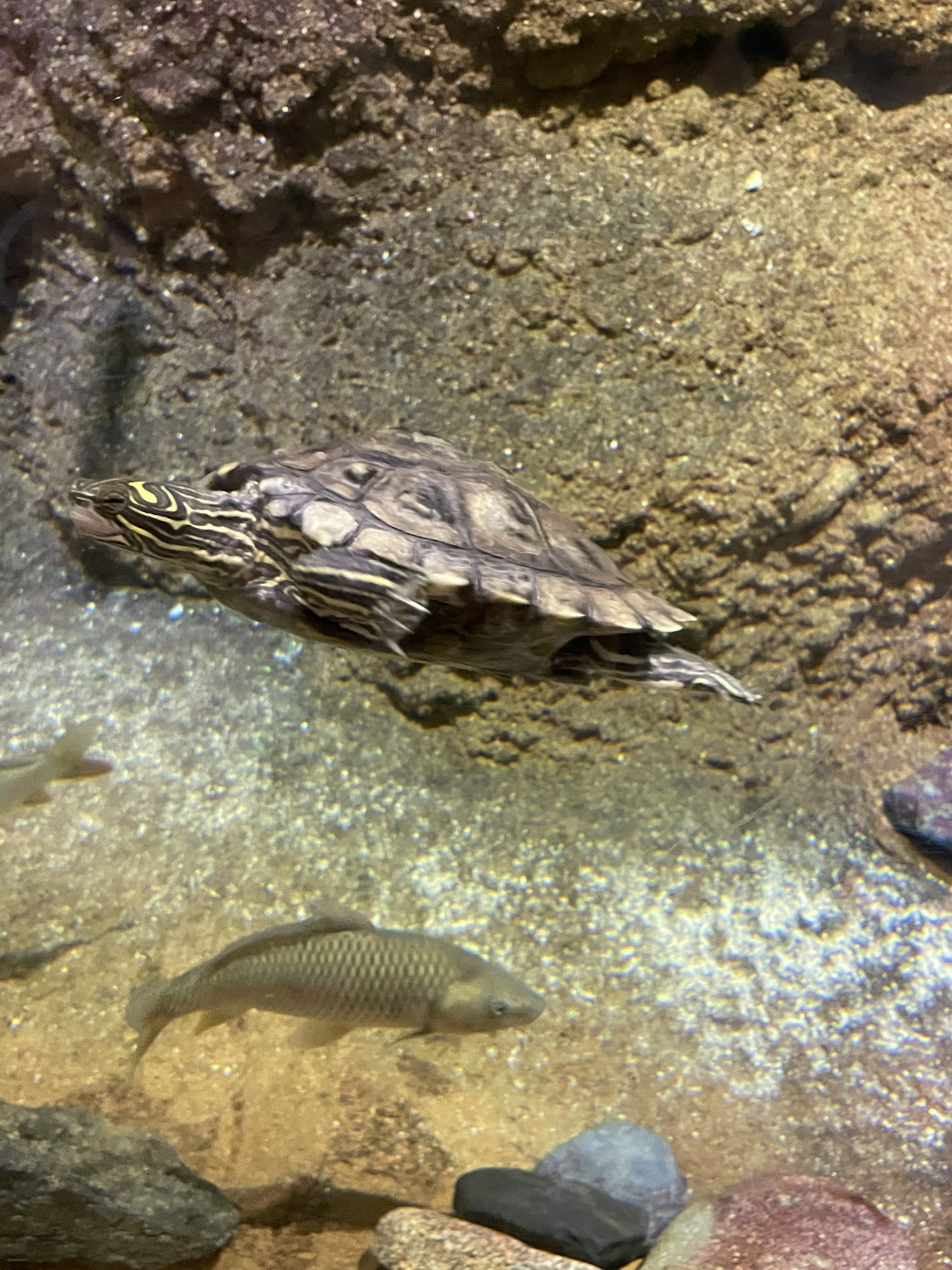 Immagine di una tartaruga che nuota sott'acqua con pesci in un acquario