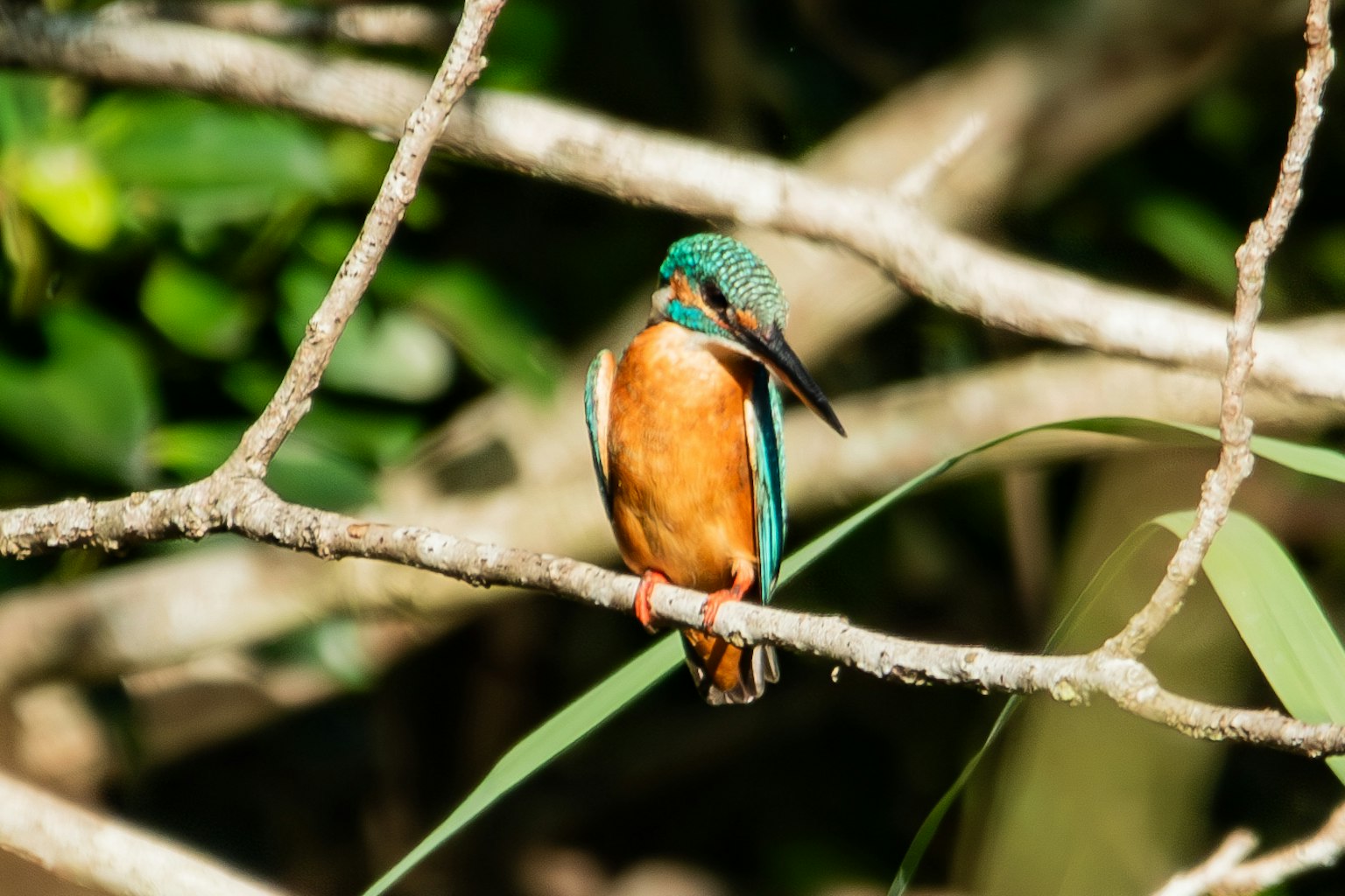 Seekor burung kingfisher berwarna-warni bertengger di cabang