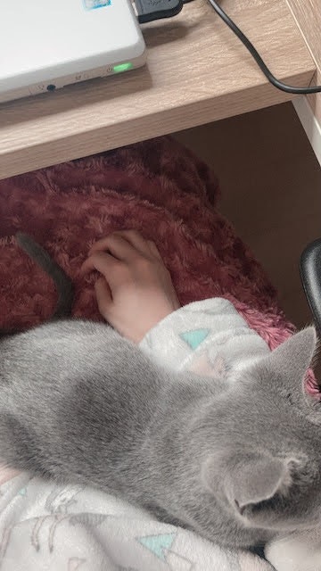 毛布の上で眠る猫