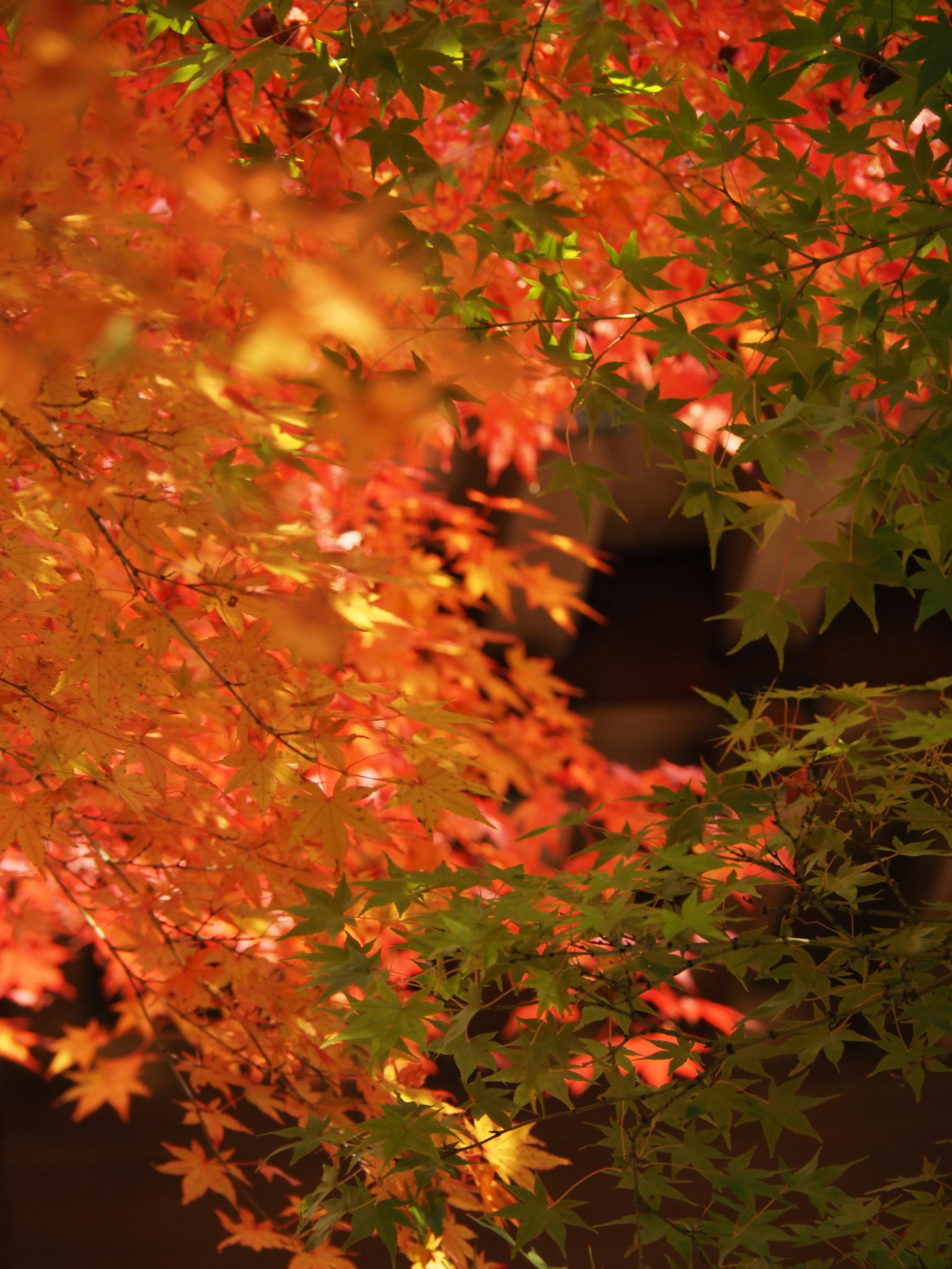 Follaje de otoño vibrante con hojas rojas y naranjas