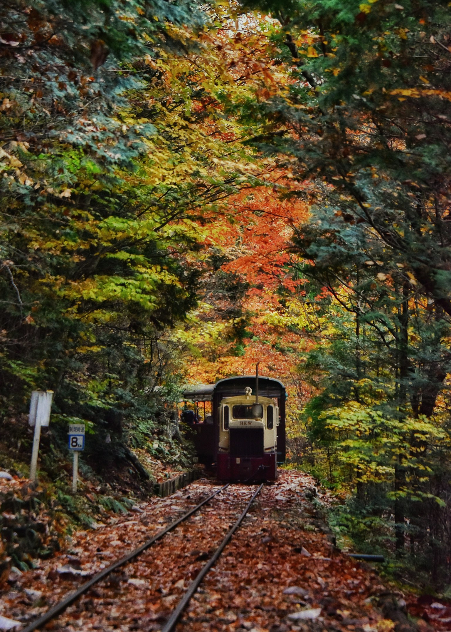 Tren rodeado de follaje otoñal en un bosque