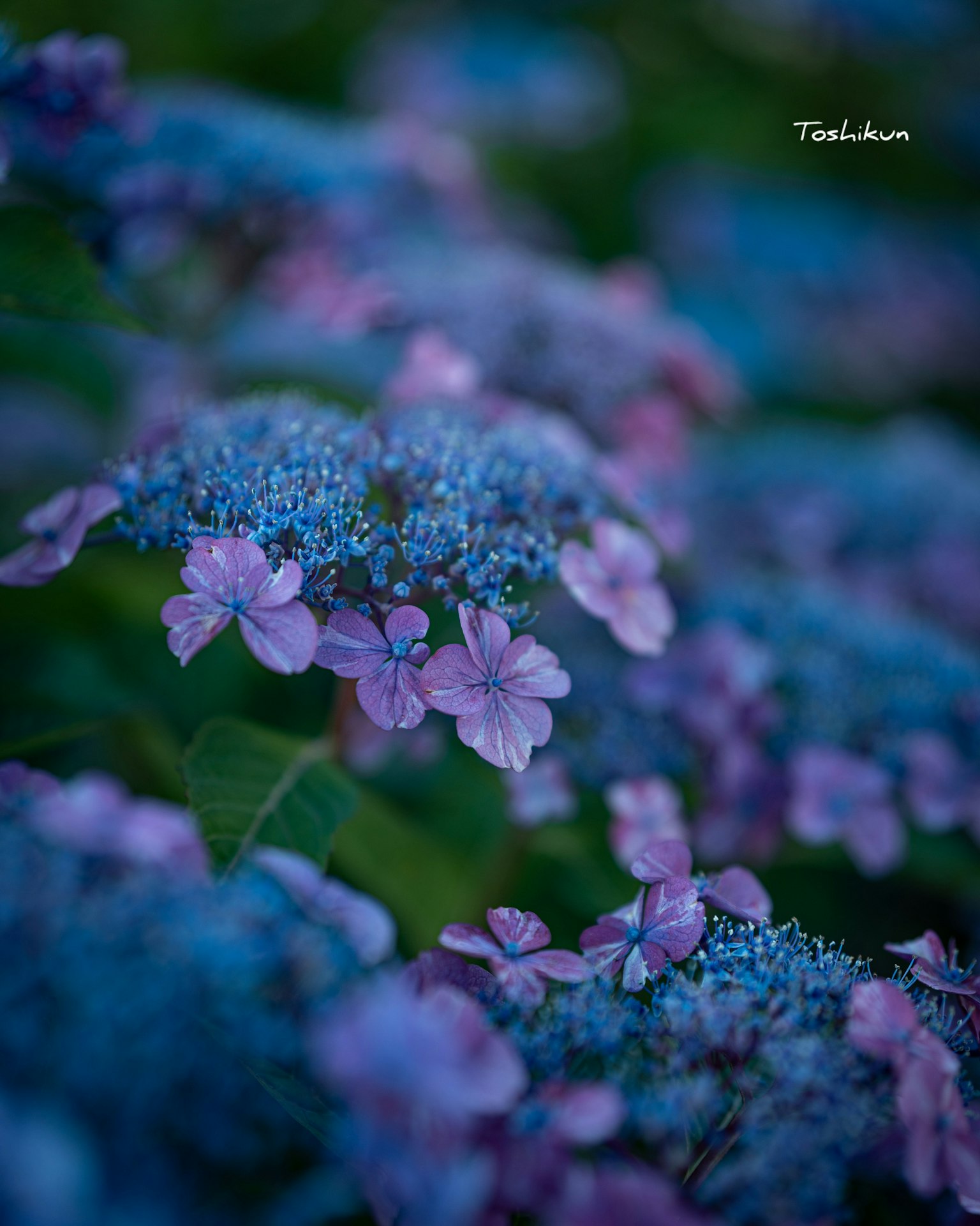 蓝色和紫色的绣球花