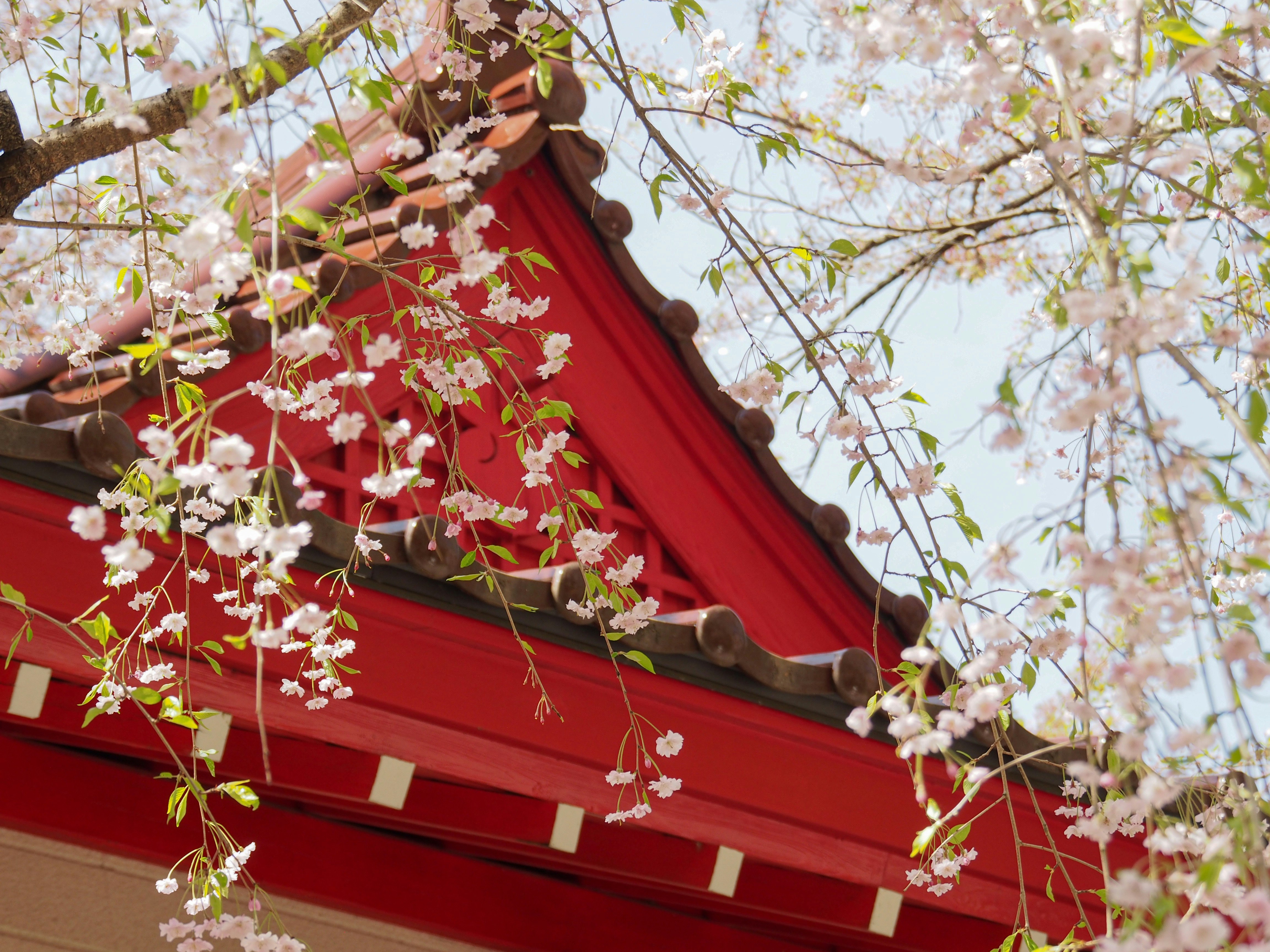 Toit de sanctuaire rouge et fleurs de cerisier en fleurs