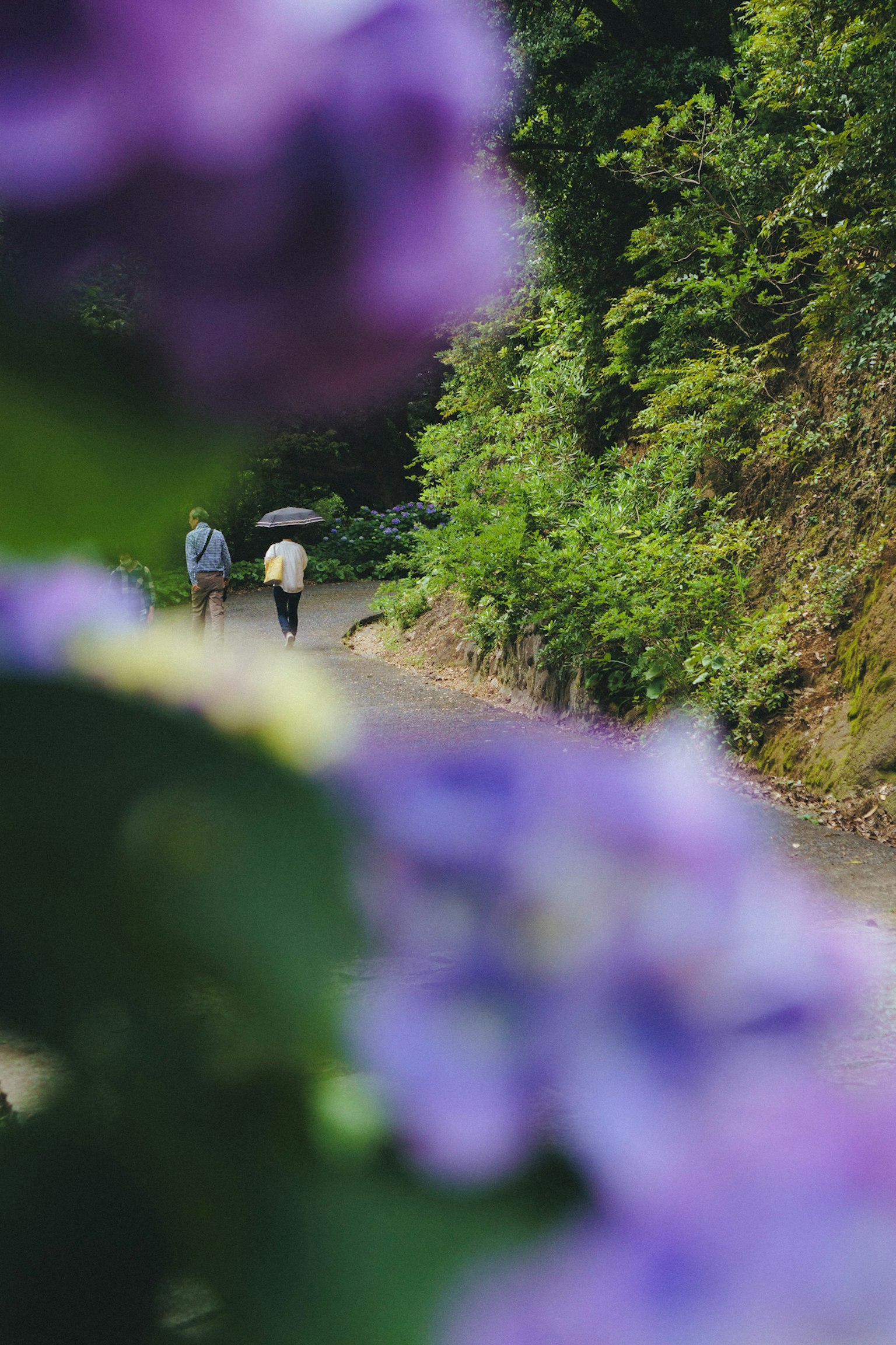Two people walking along a path framed by purple flowers