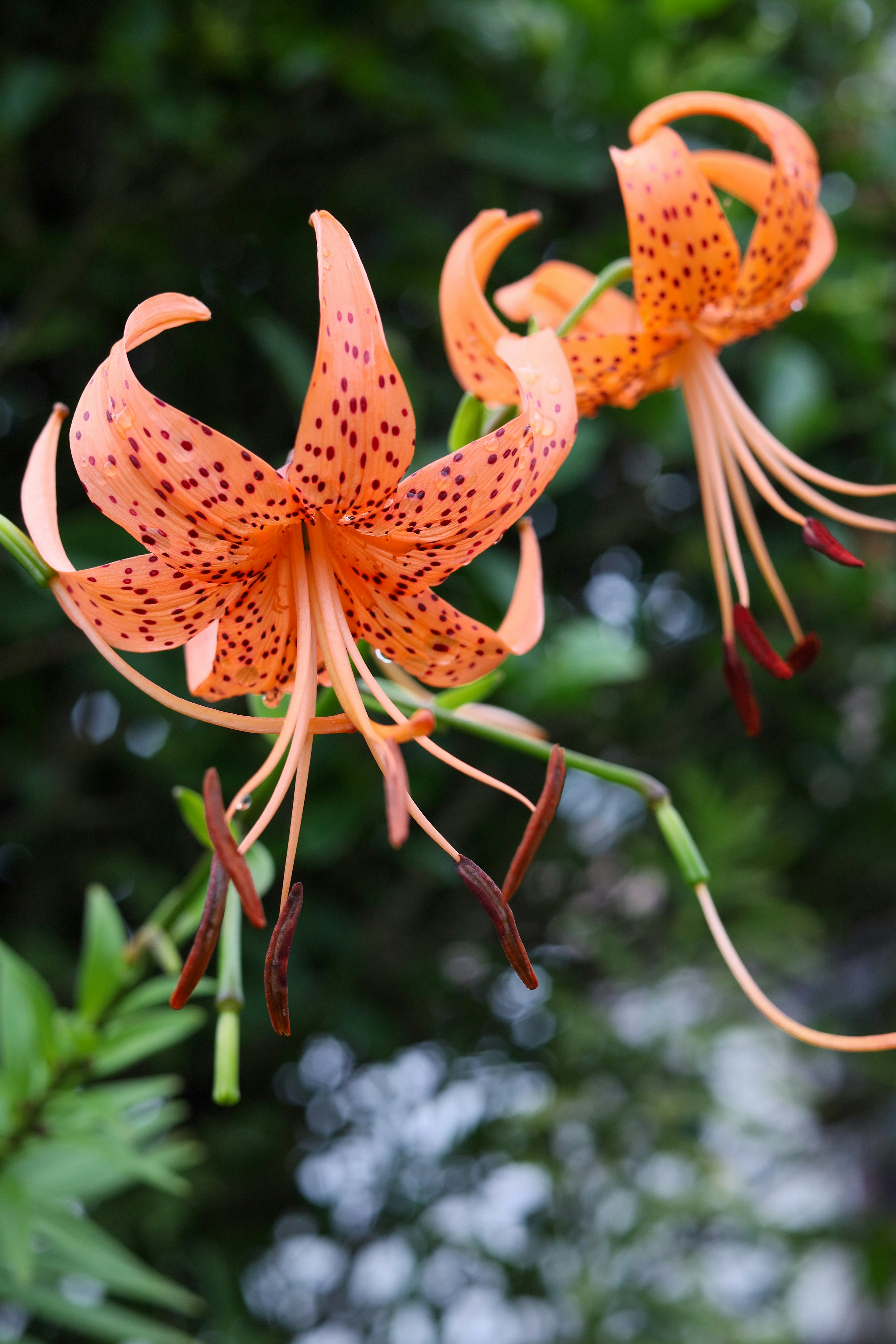 オニユリのオレンジ色の花のクローズアップ