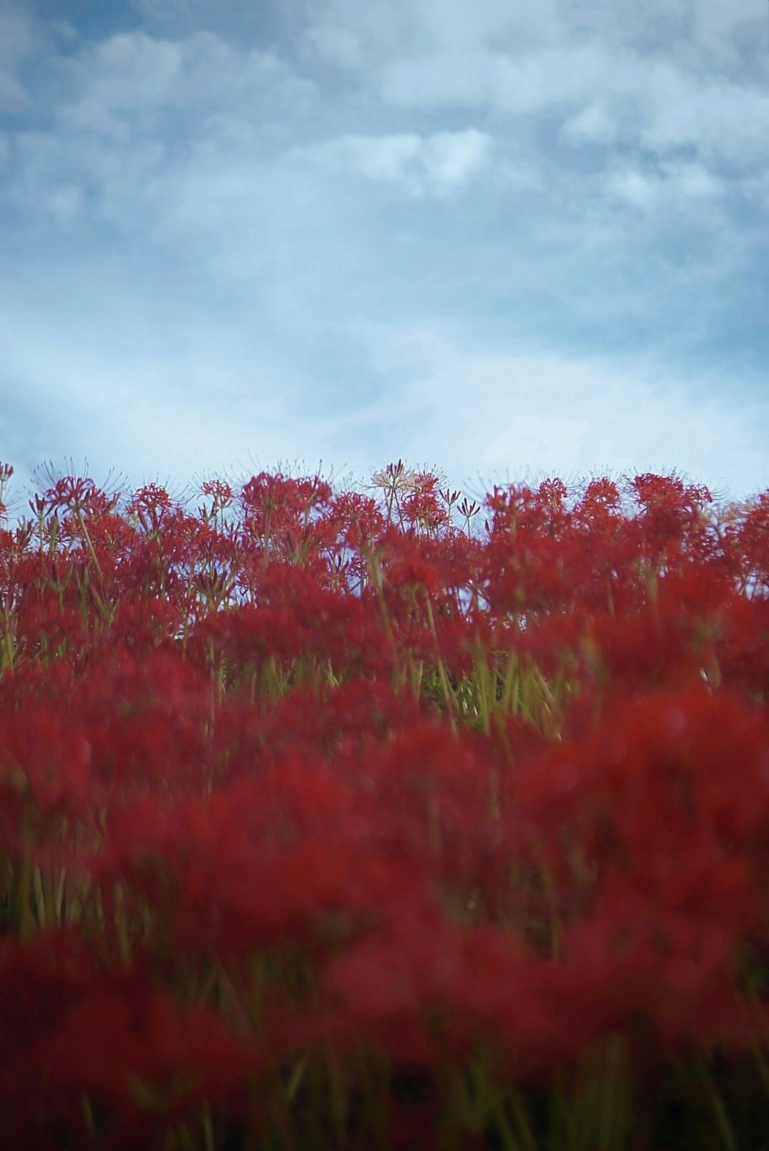 Champ de fleurs rouges vibrantes sous un ciel bleu