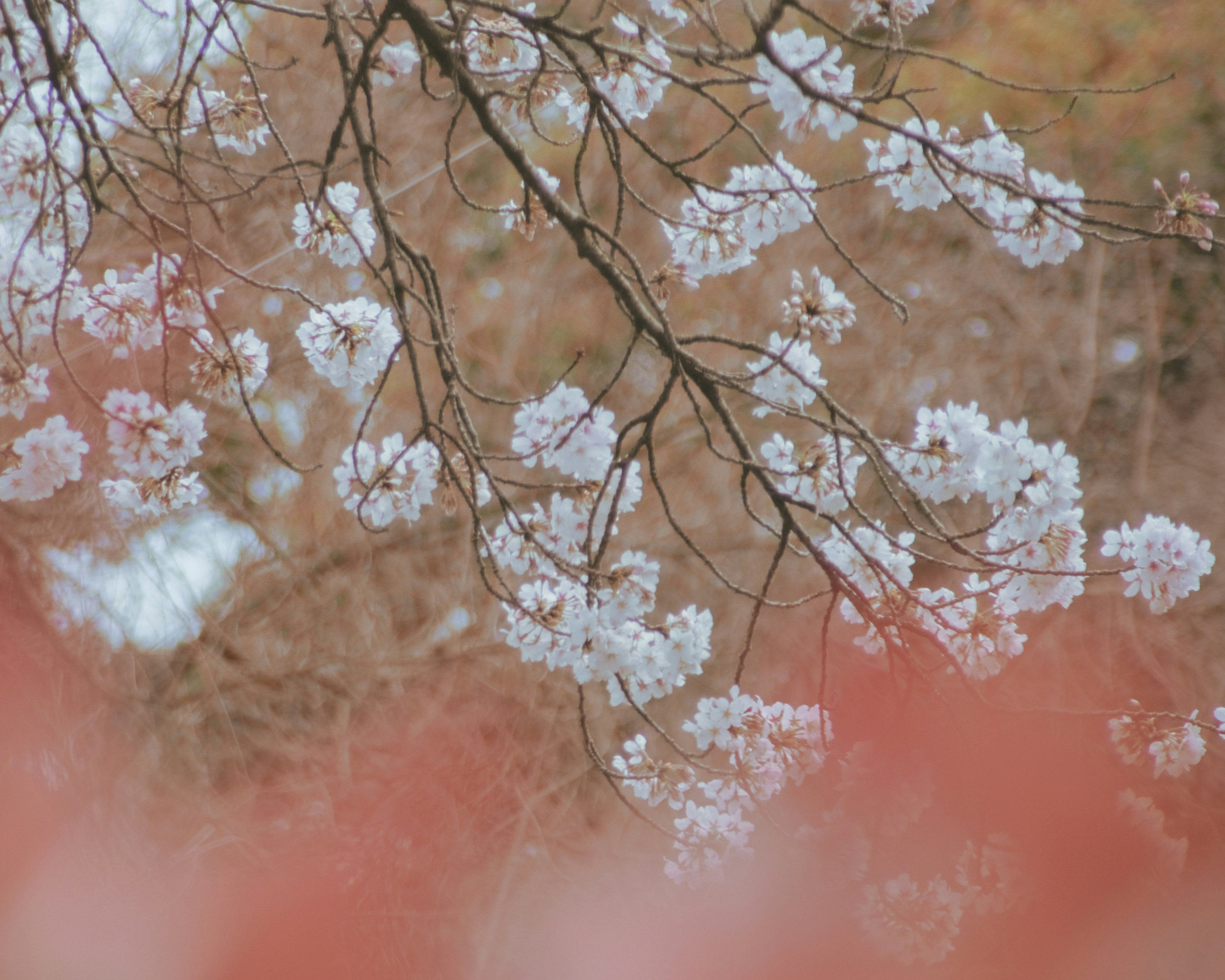 枝に咲く桜の花と淡いピンクの花びらのボケ背景