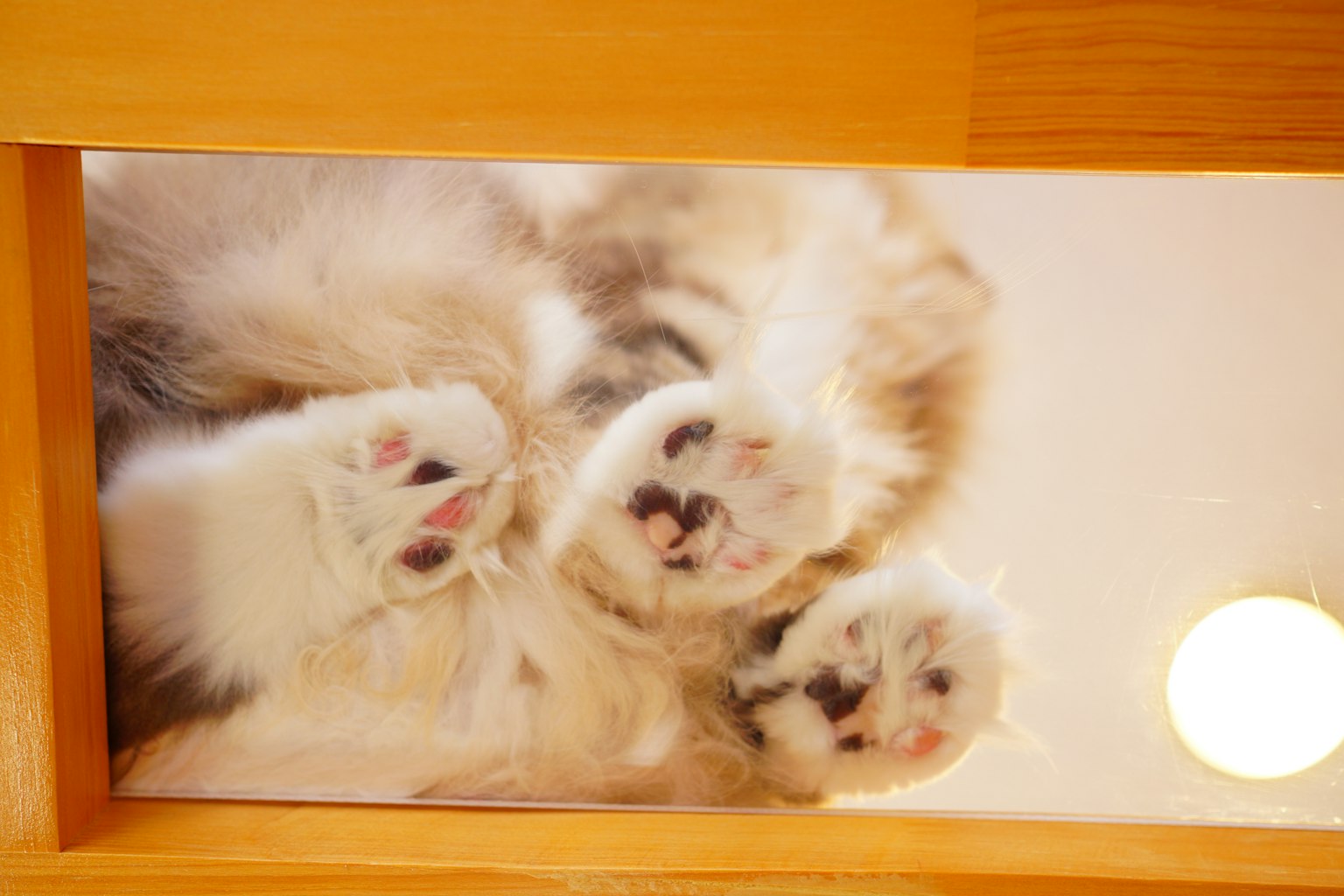 Chats duveteux allongés sur une surface en verre avec des pattes visibles