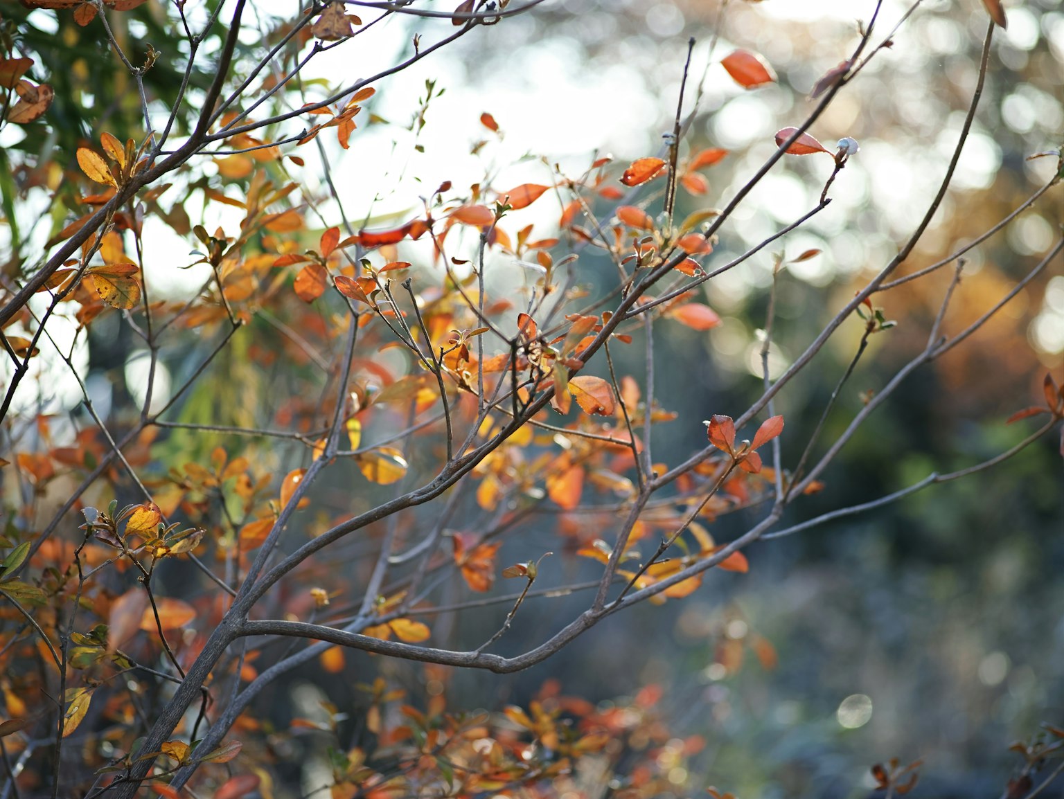 Nahaufnahme von Baumzweigen mit herbstlichen Blättern