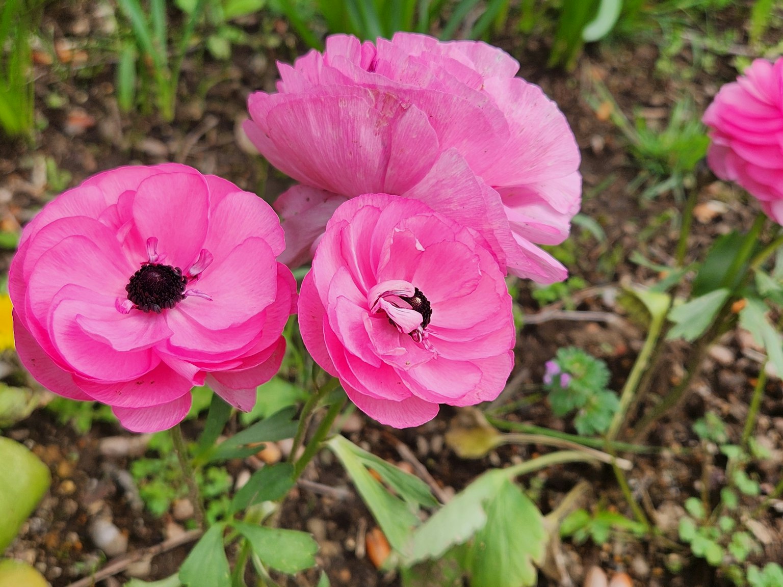 Hoa ranunculus hồng rực rỡ nở trong vườn