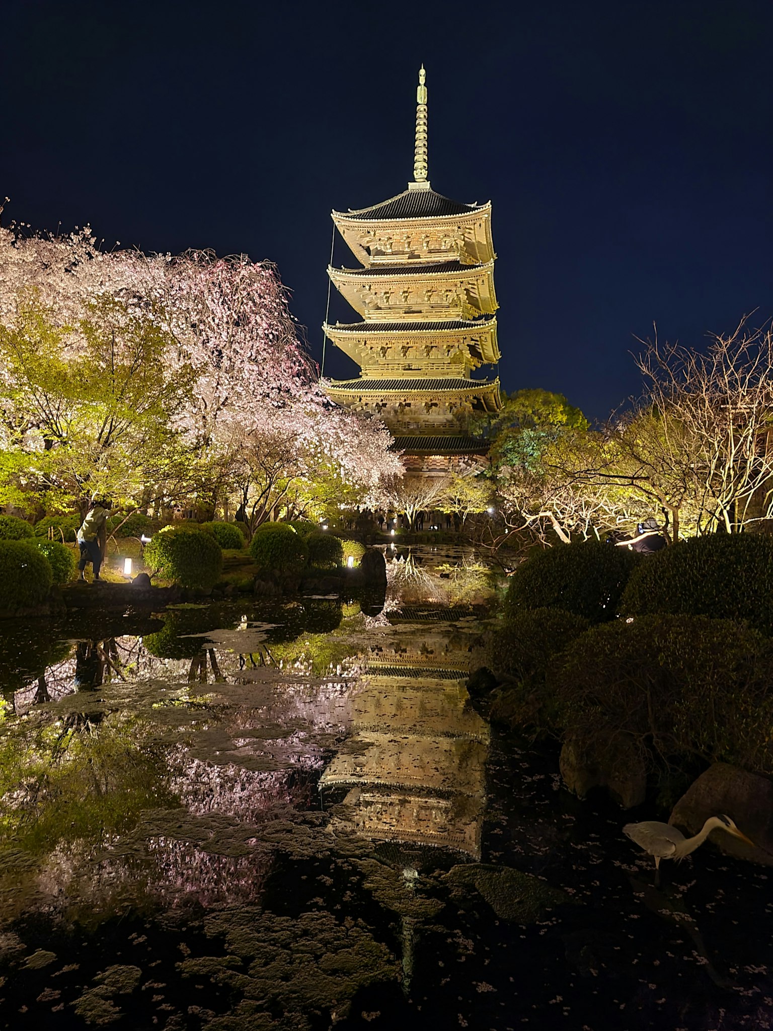 Fünfstöckige Pagode in einem Park bei Nacht mit Kirschblütenreflexion